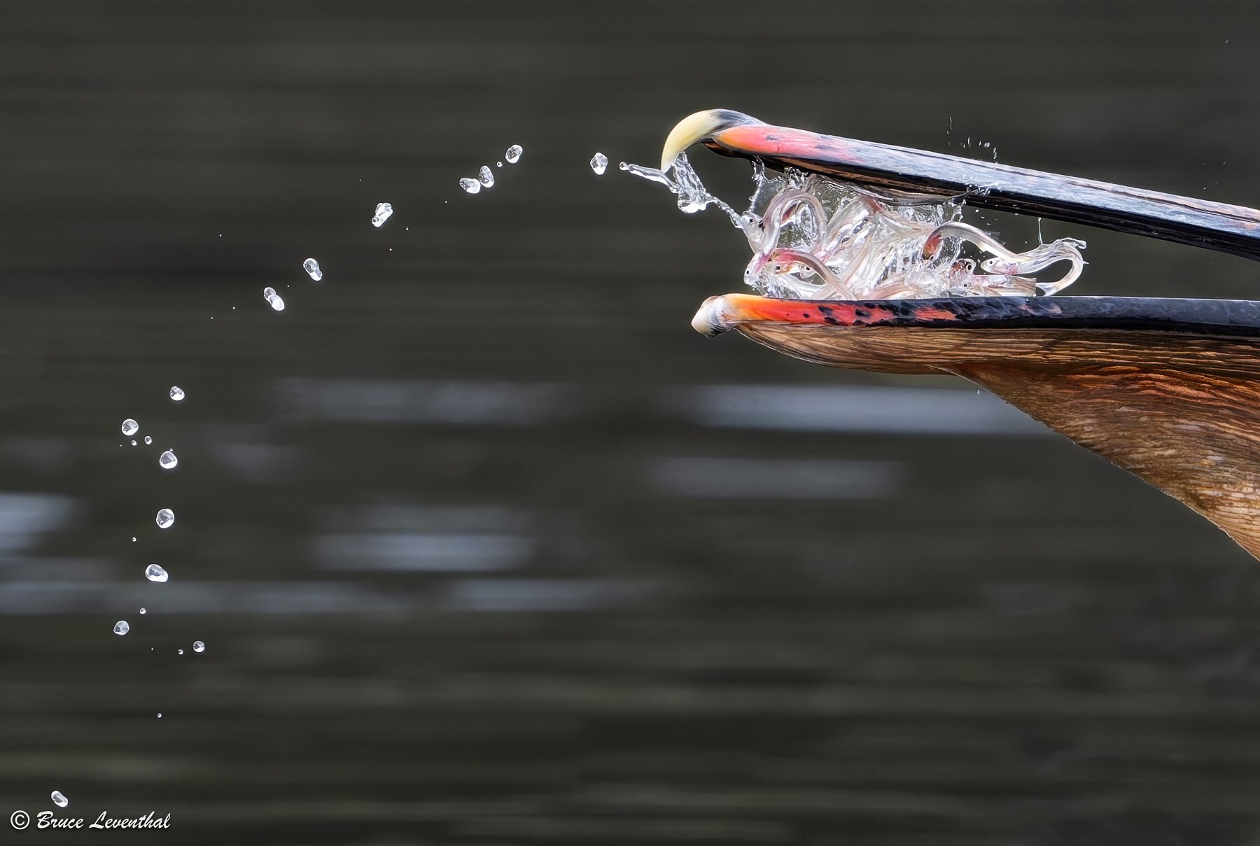 Pelican Fish20260507-Z9B_5851-Edit-Edit.jpg