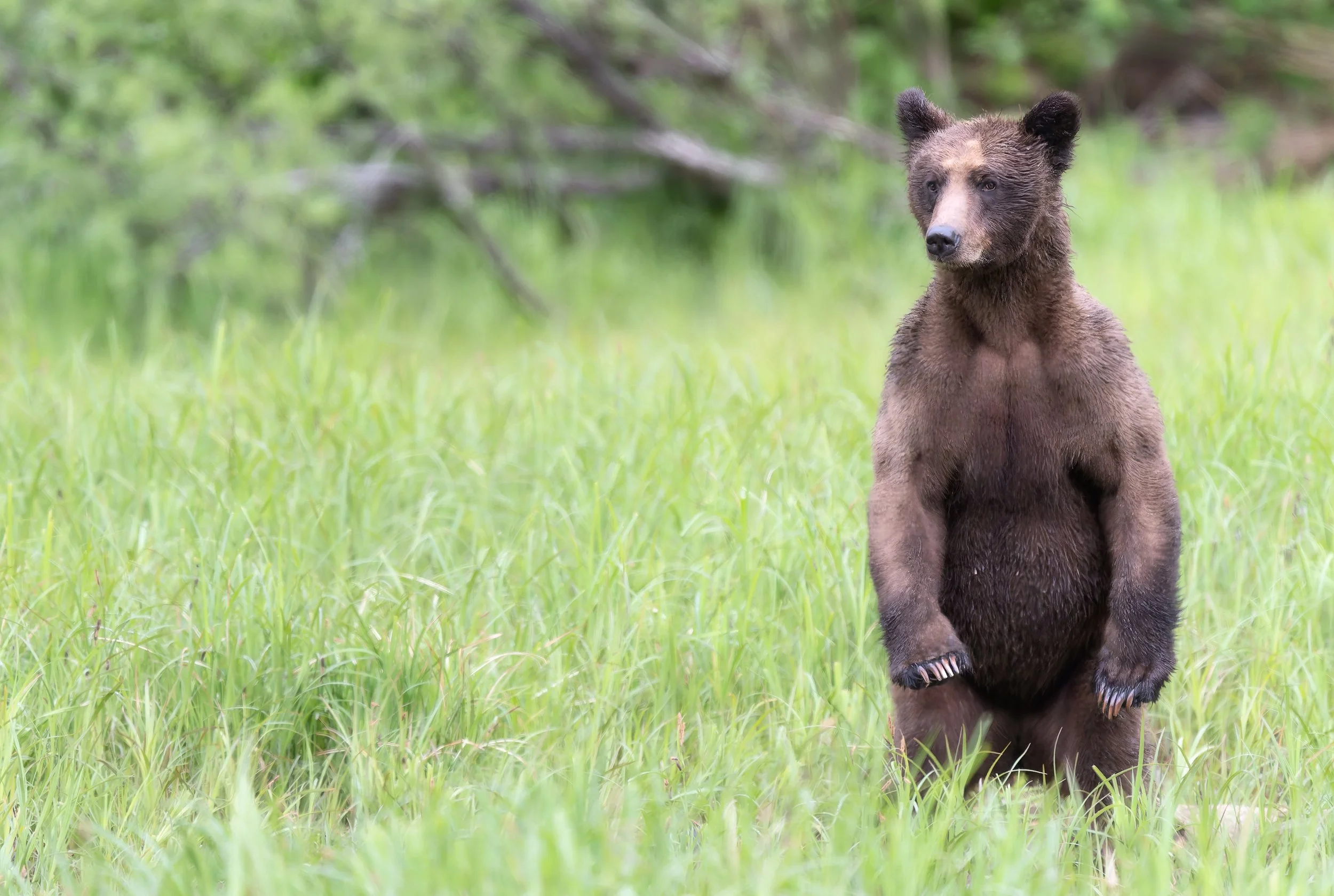 StandingBear420260610-Z9B_5123-Edit-Edit.jpg