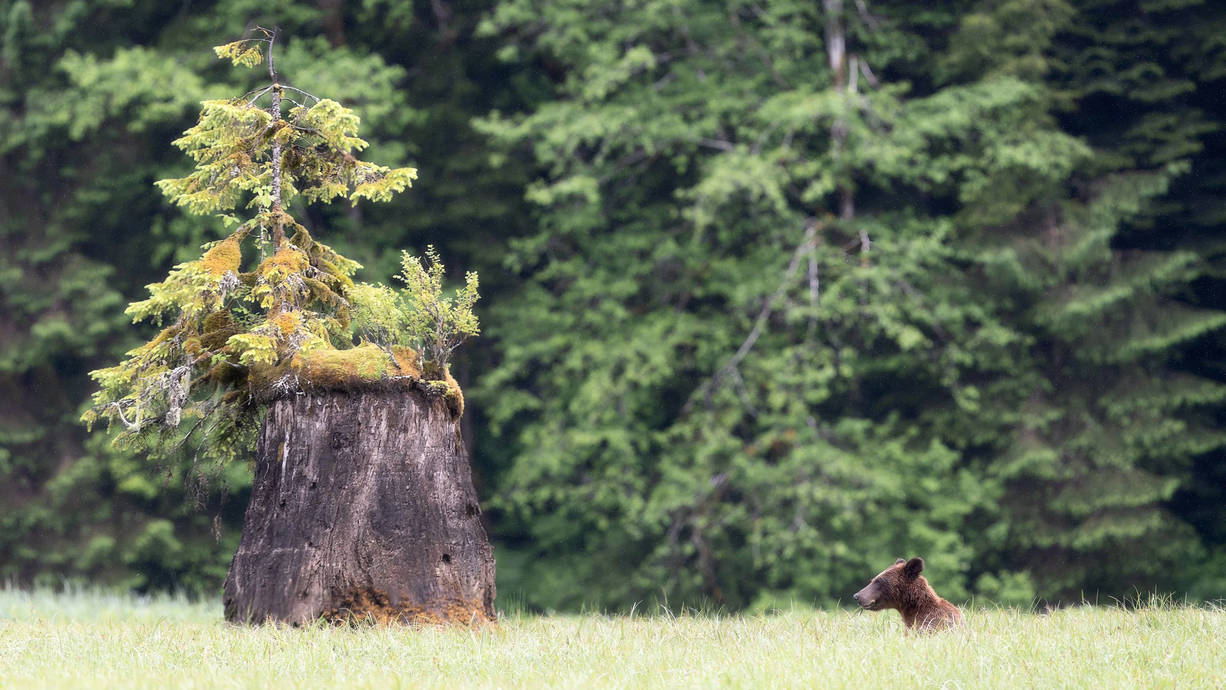 BearInKhutzeymateenZ9A_6744-Edit-Edit.jpg