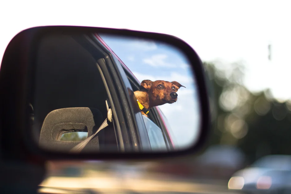dog hanging head out window, reflection