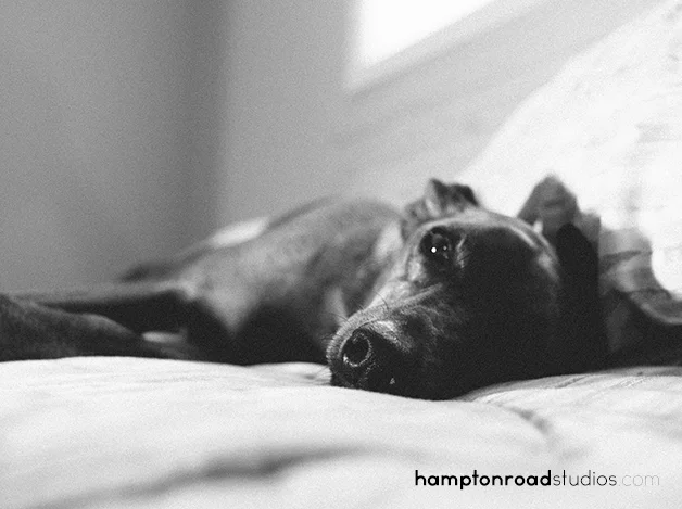 bw willie dog on bed