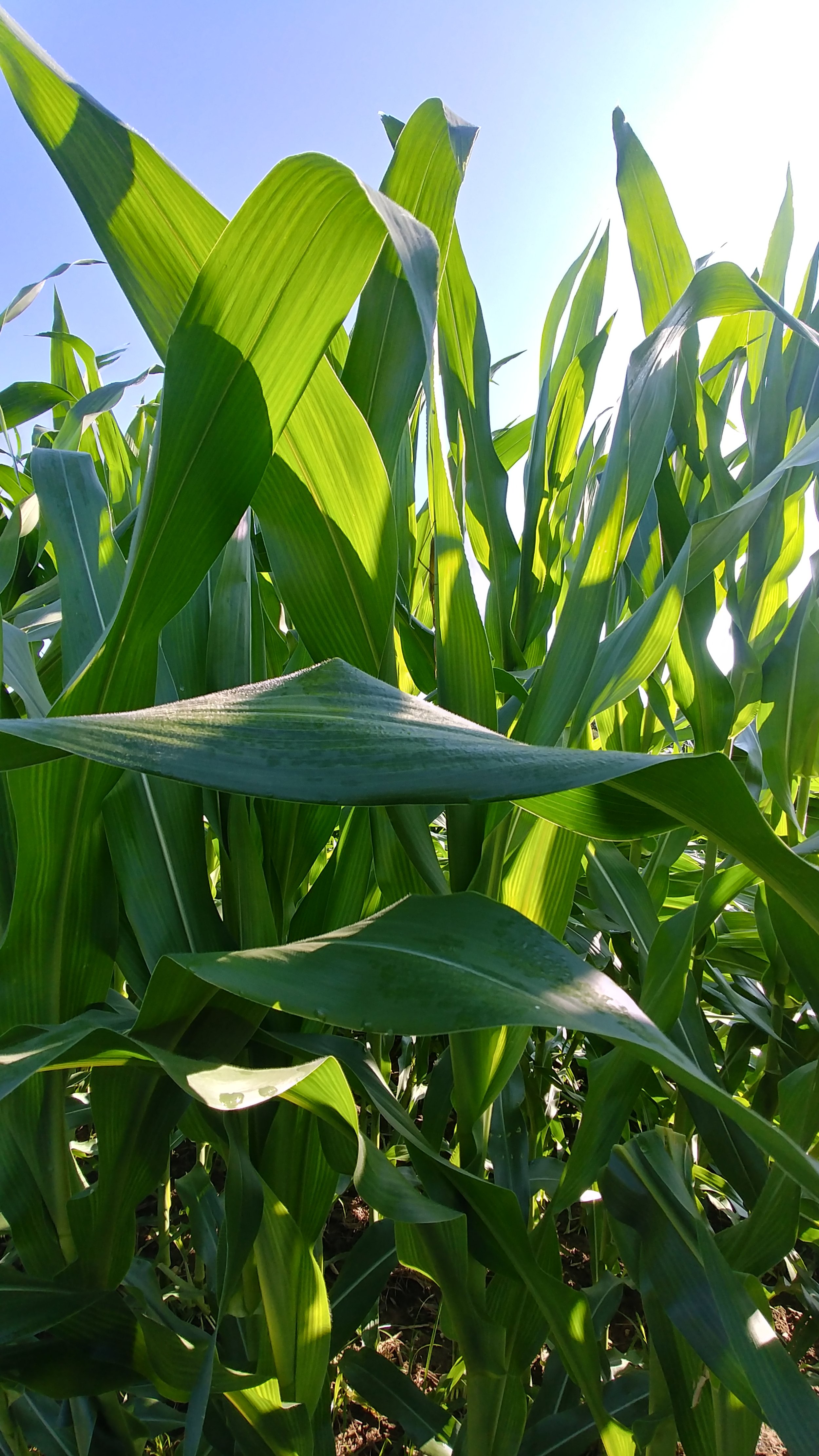 Corn summer 2019.jpg