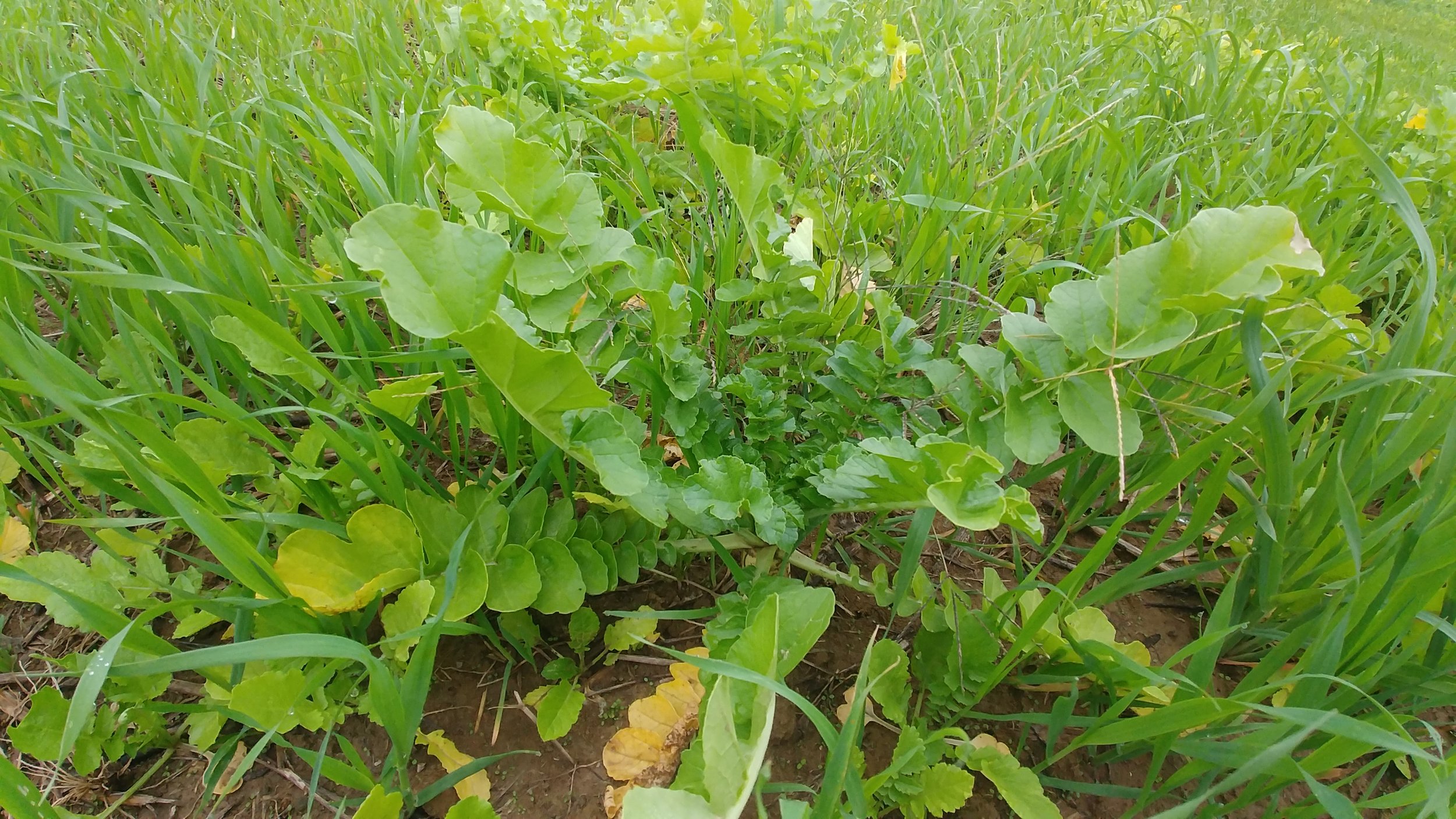 Cullen Page Cover Crops.jpg