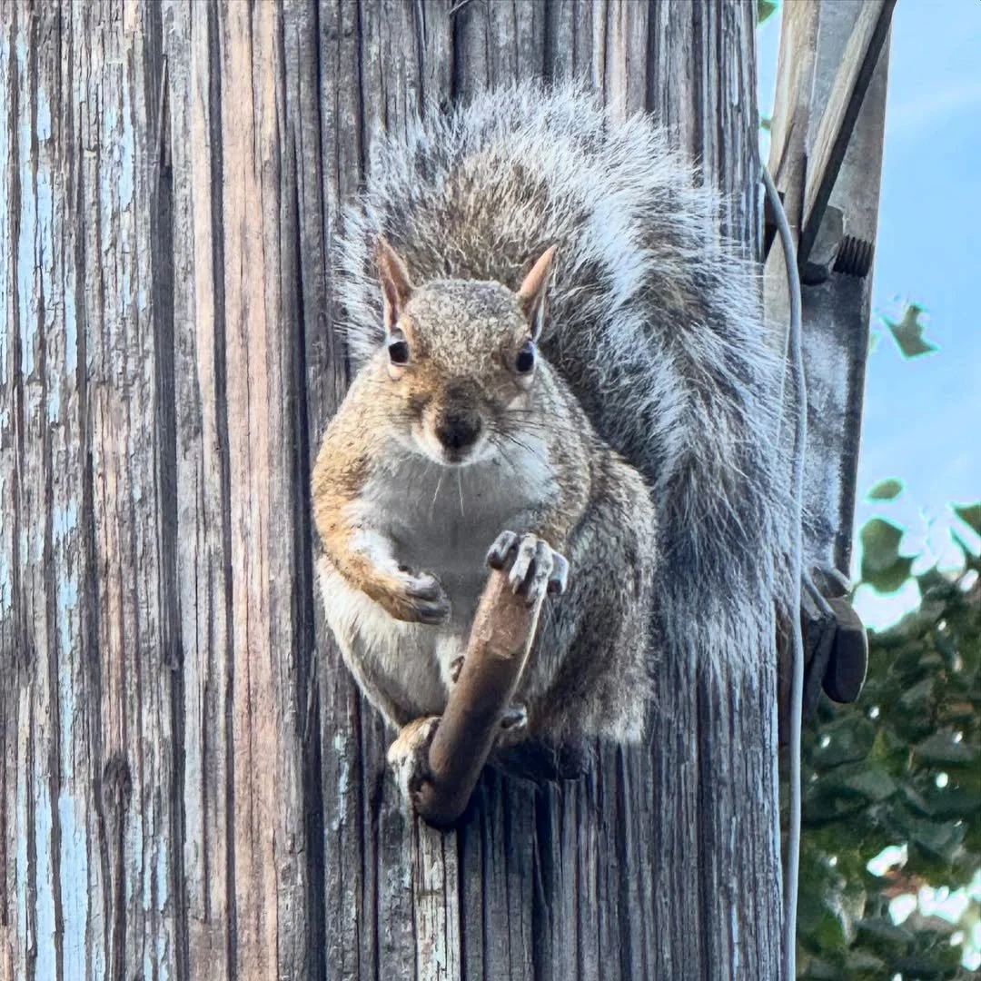 Landscape & Wildlife