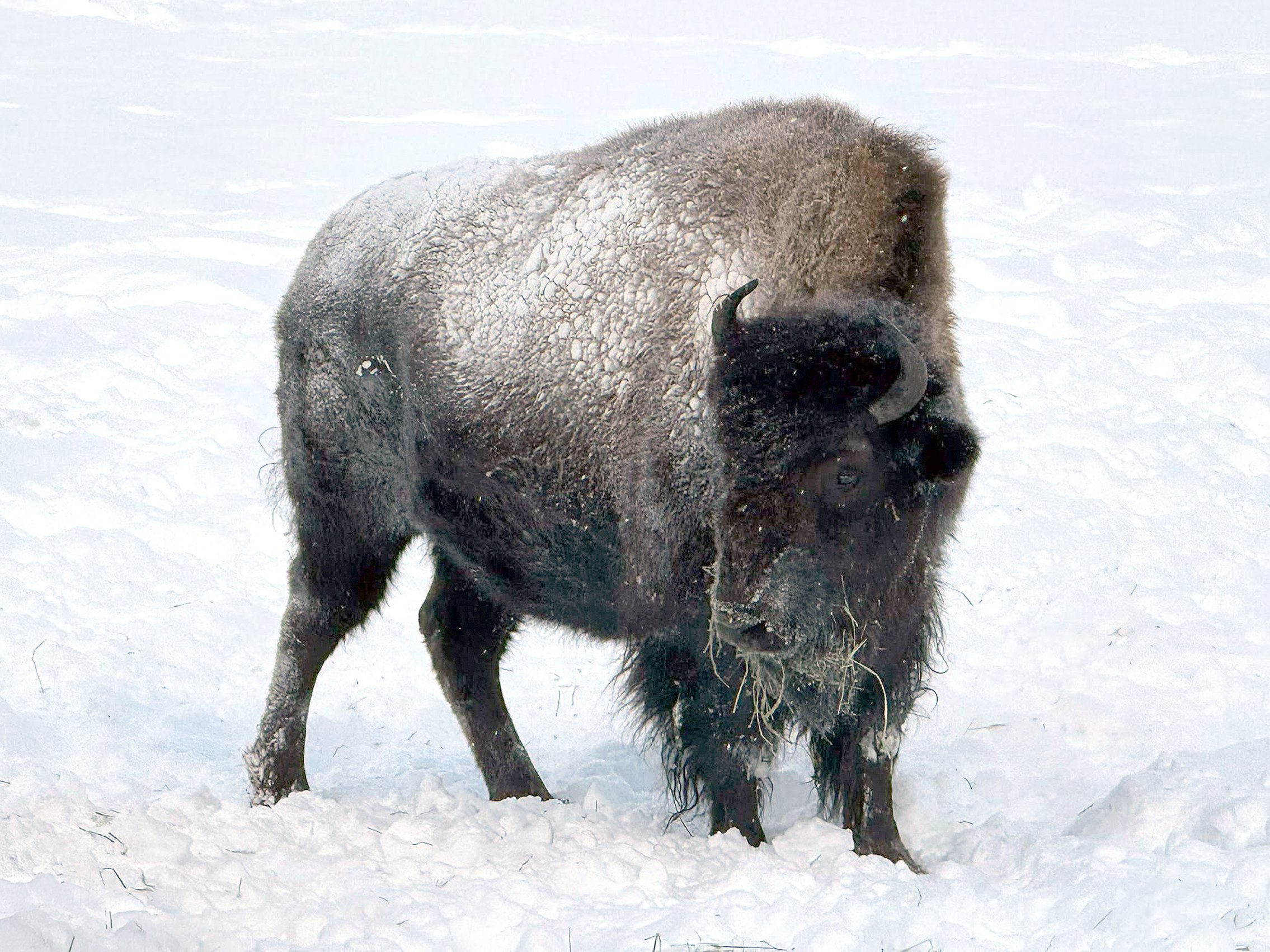 Yukon Wildlife Preserve_6311.jpg