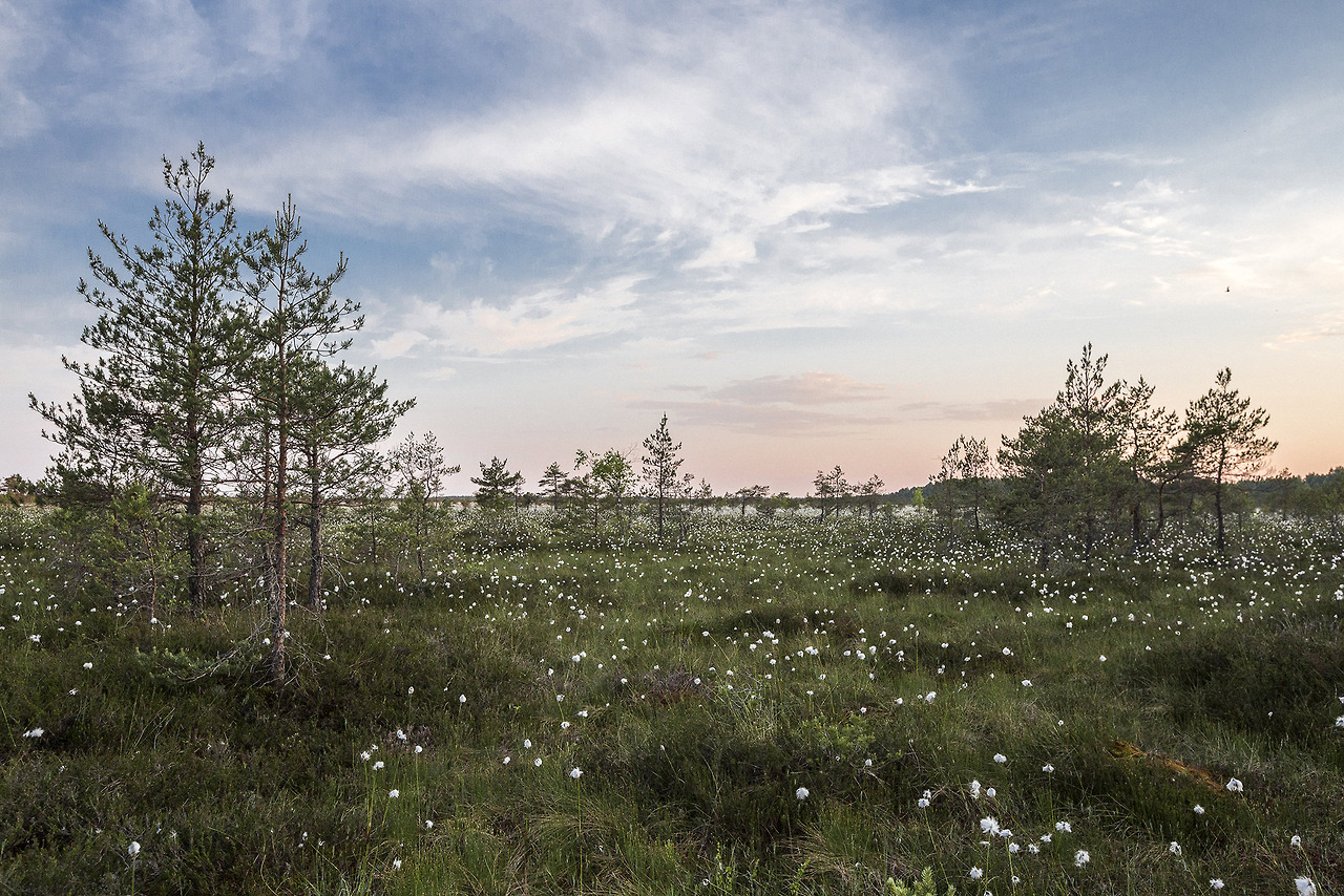 A peaceful field of trees