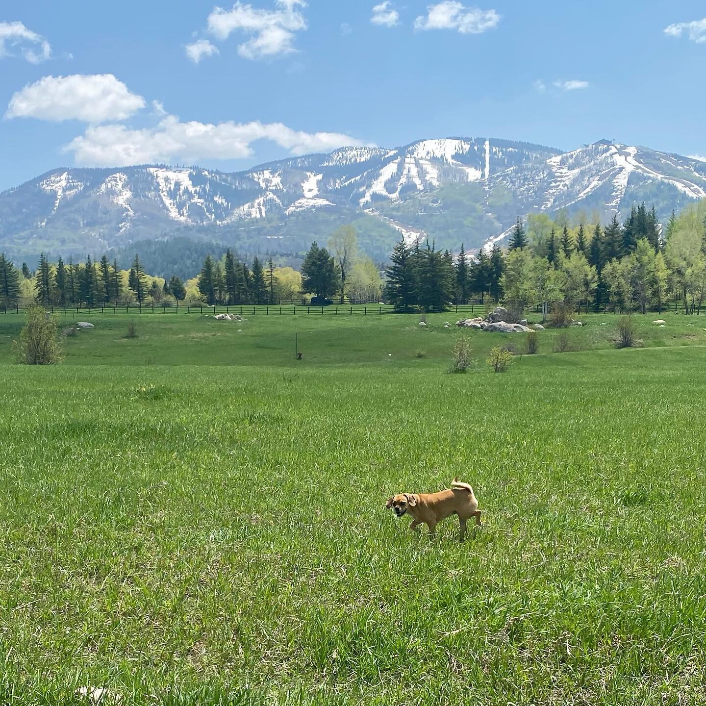 our triumphant return to Rita Valentine park in #steamboatsprings #colorado 🐶🐾⛰️