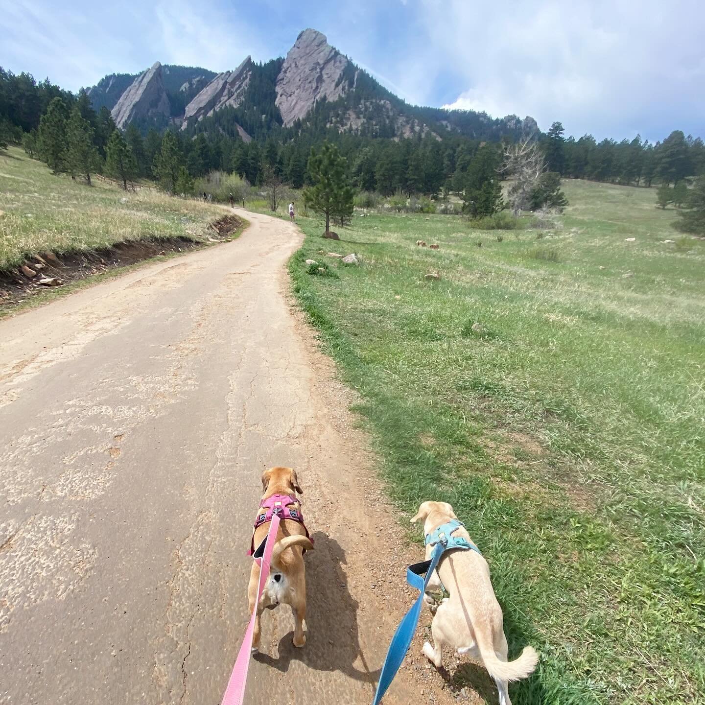 hiking season in #boulder #colorado 🐾🐾⛰️🐾🐾