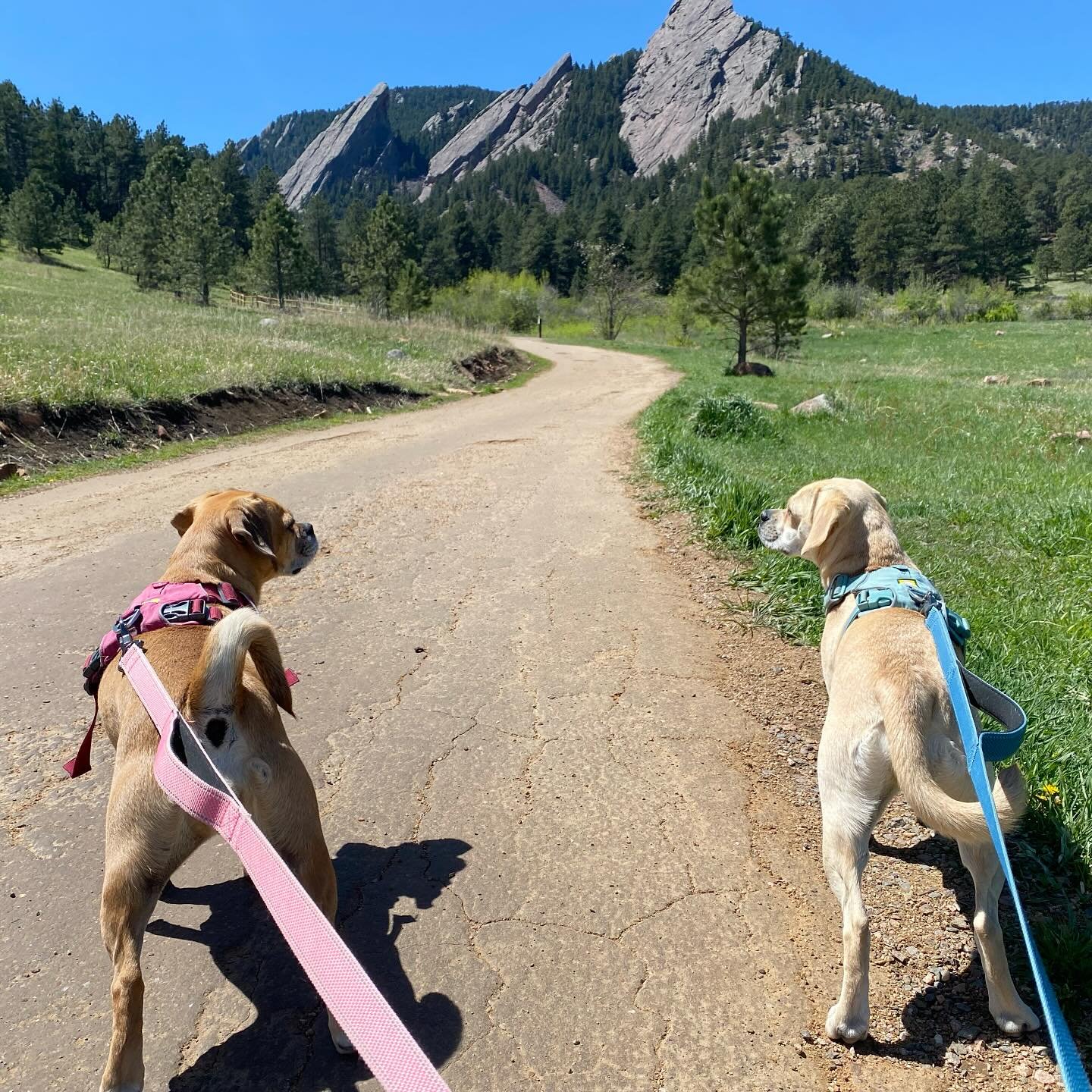 buddies in #boulder 🐾🐾⛰️🐾🐾