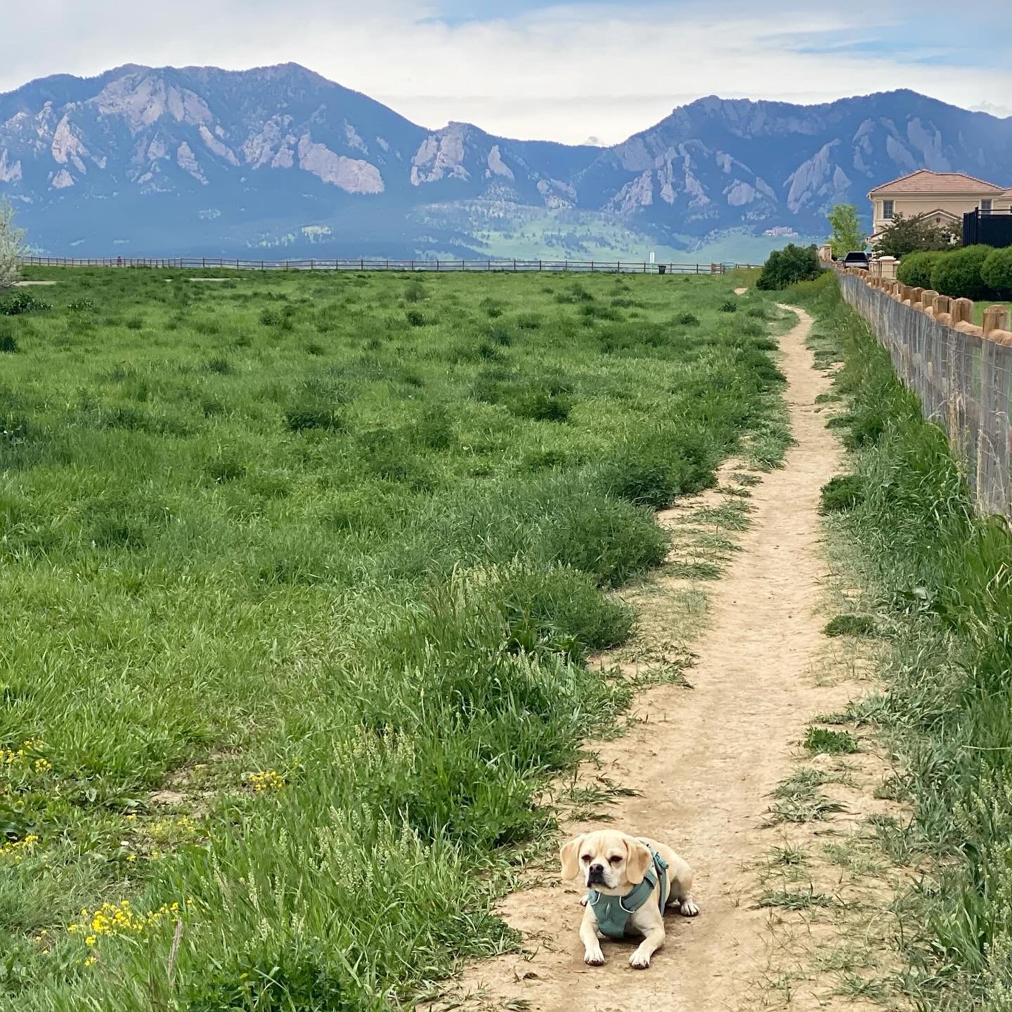 feels like a monday&hellip;. #louisville #colorado 🐾⛰️
