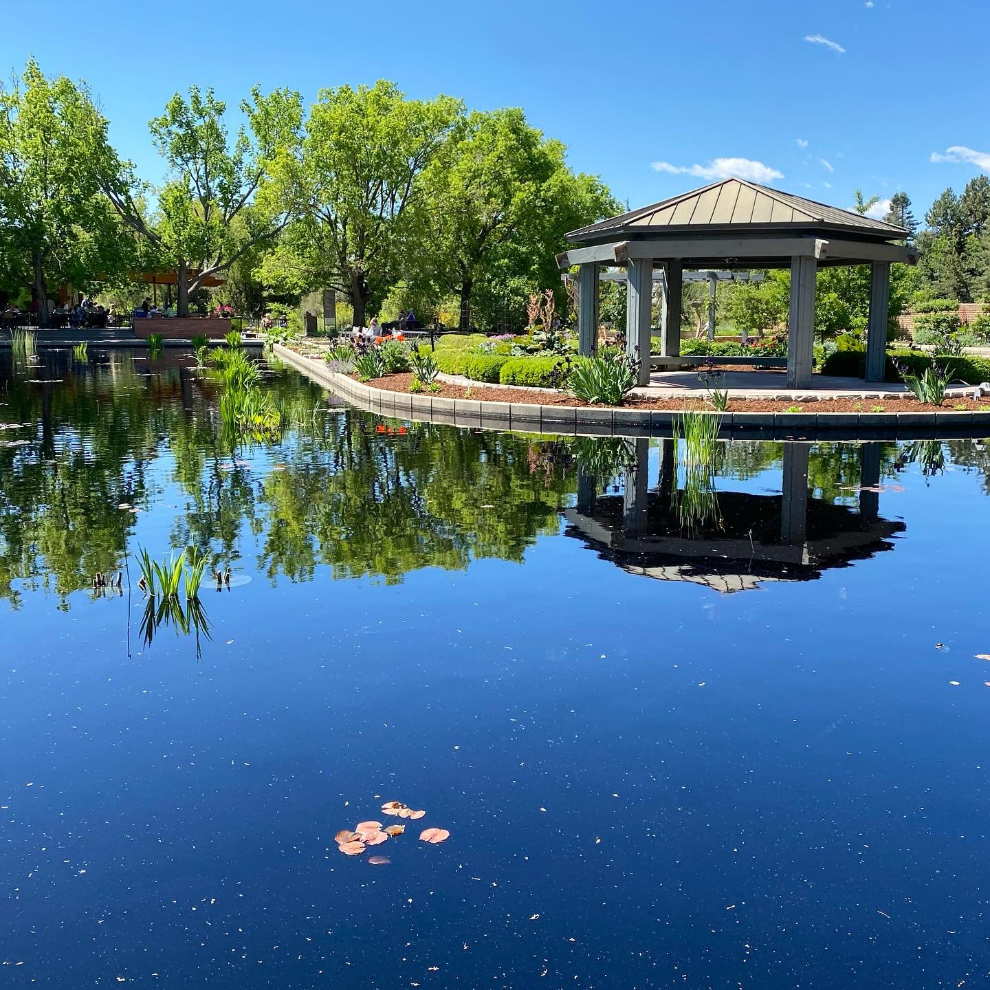 wednesday at @denverbotanic #denver #colorado