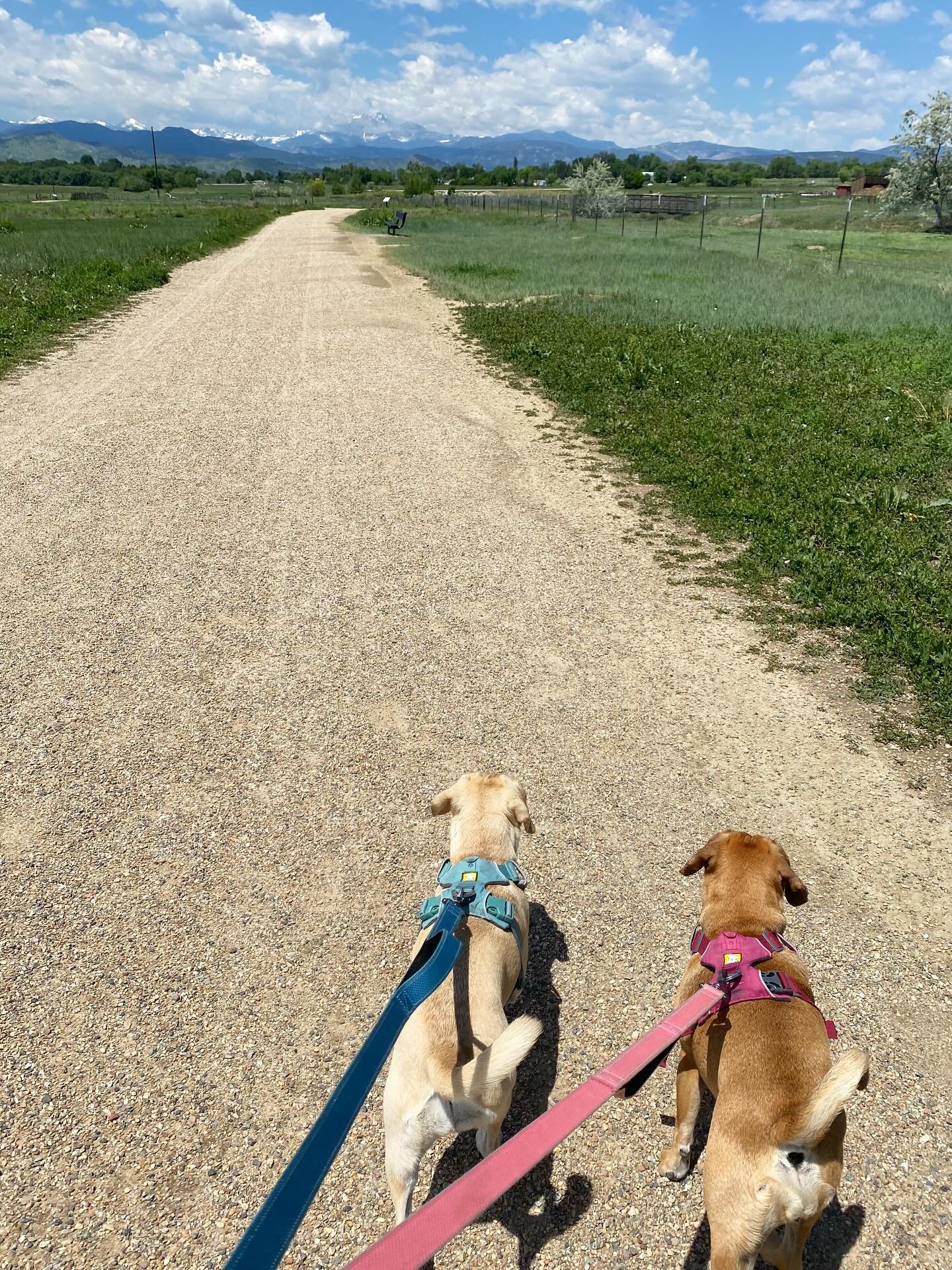 saturday in #longmont #colorado 🐾🐾⛰️