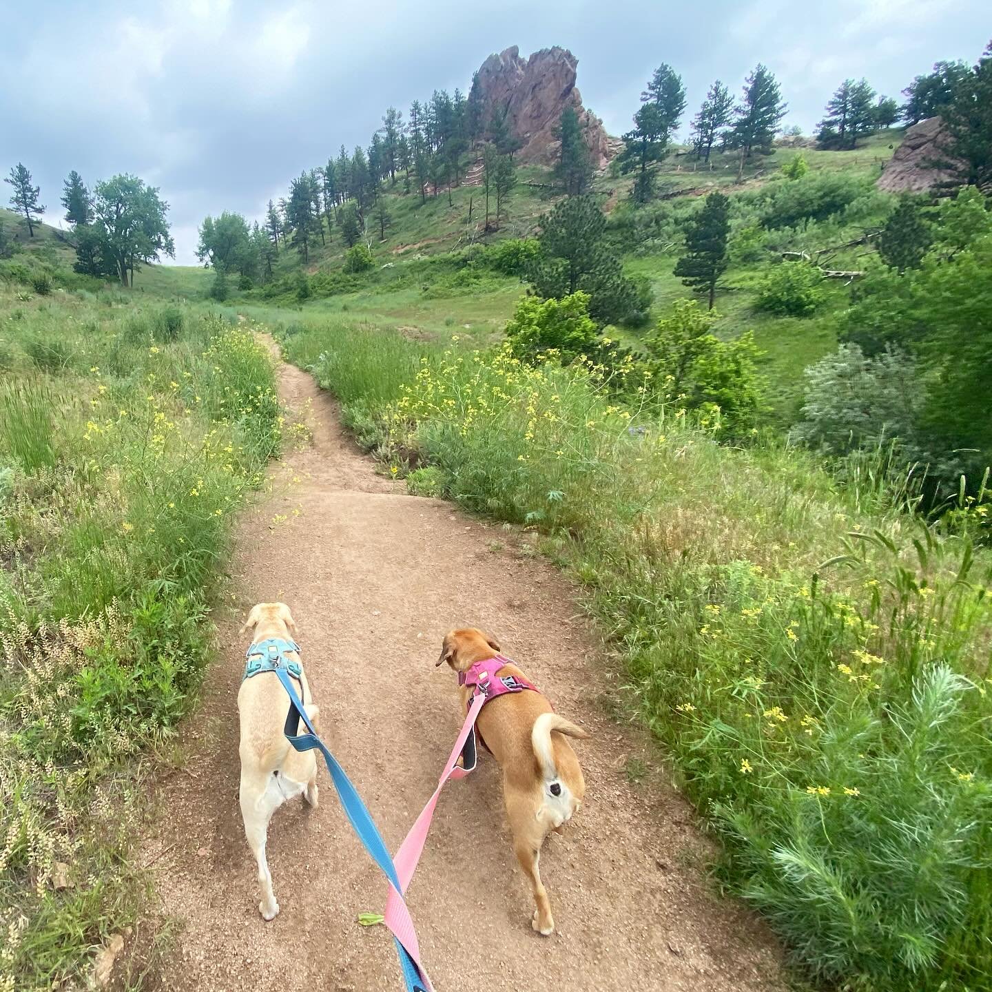 friday in #boulder #colorado ⛰️🌼