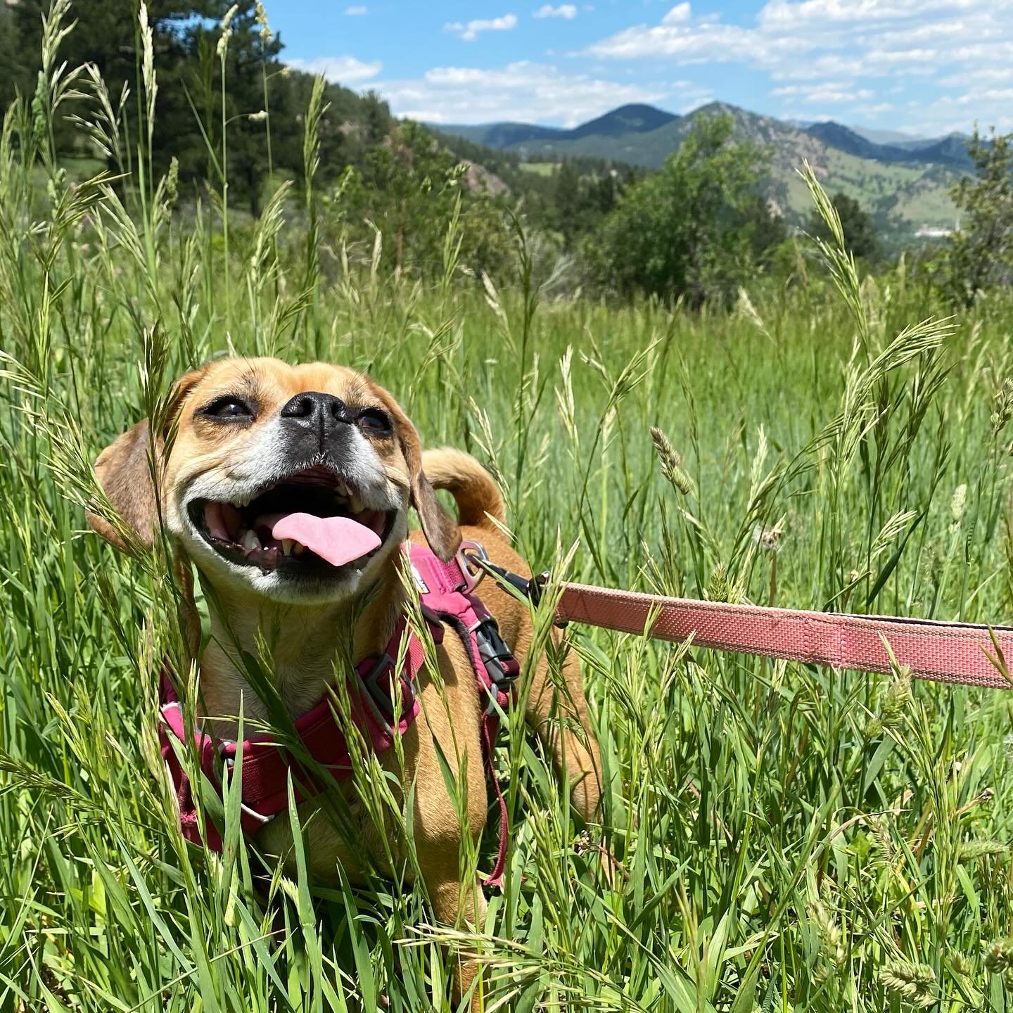 great day to be a dog in #colorado ⛰️🐾🐾