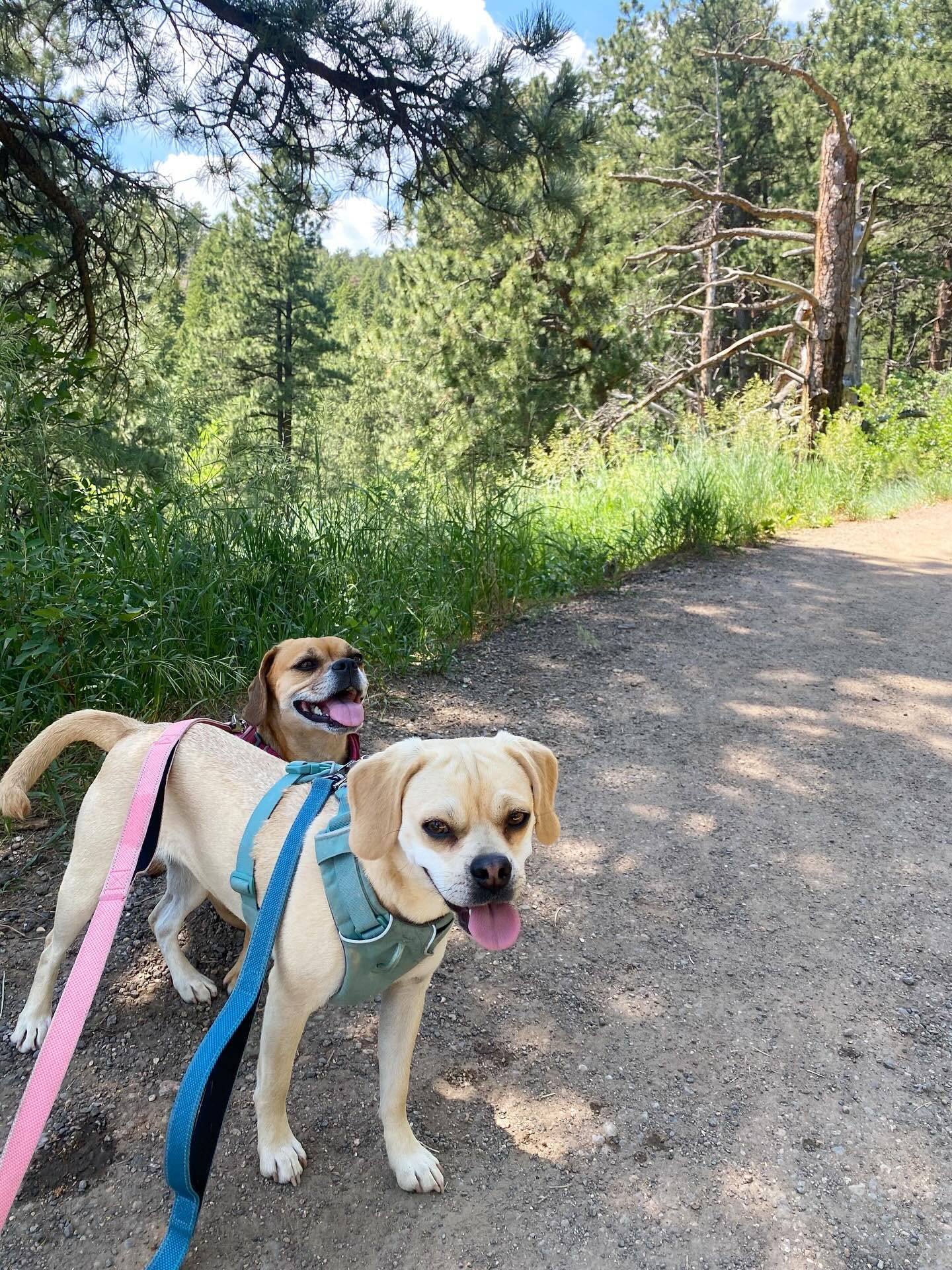 hot day, cool shade 🐾🐾⛰️