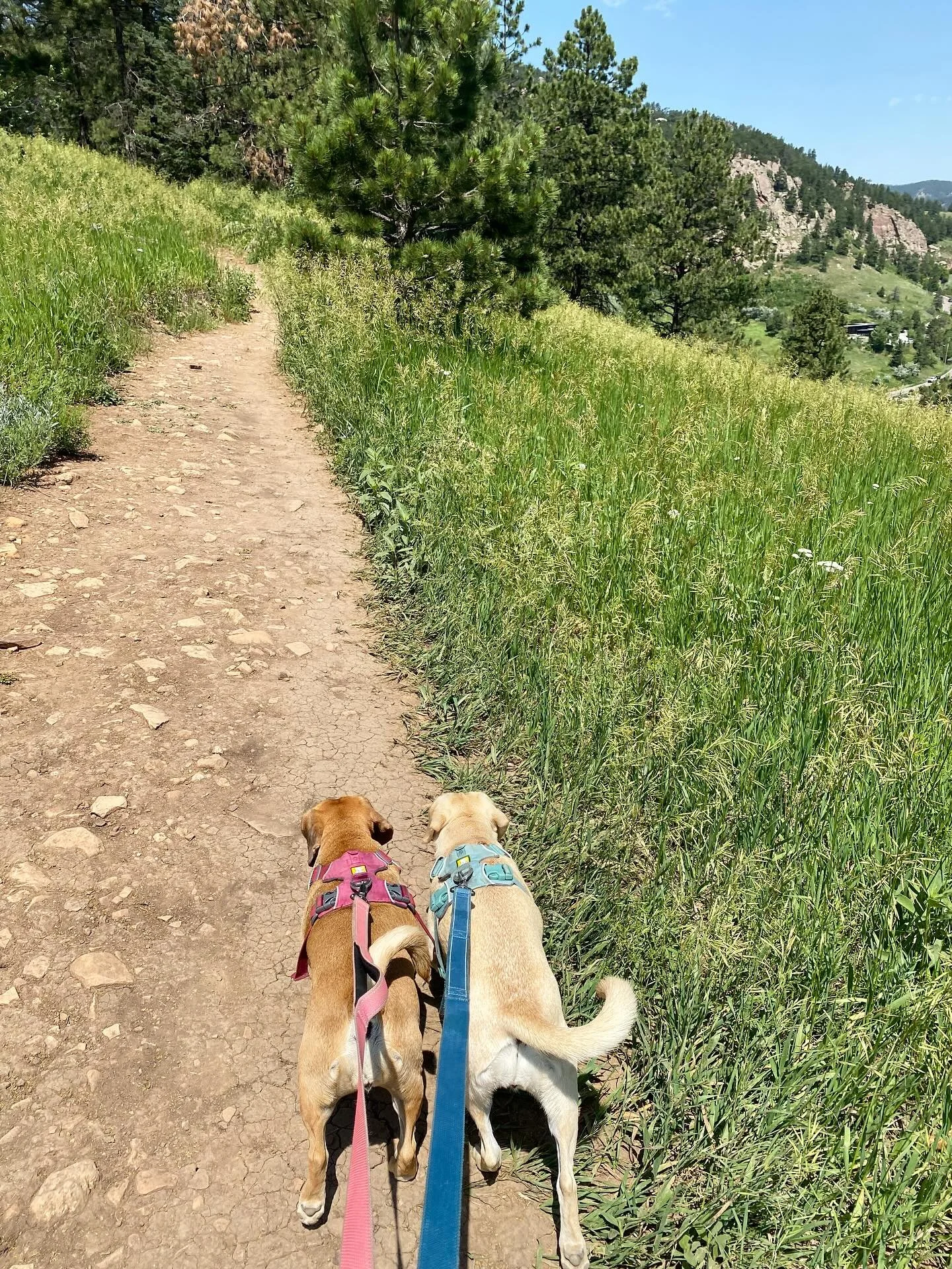friday in #boulder #colorado 🐾🐾⛰️