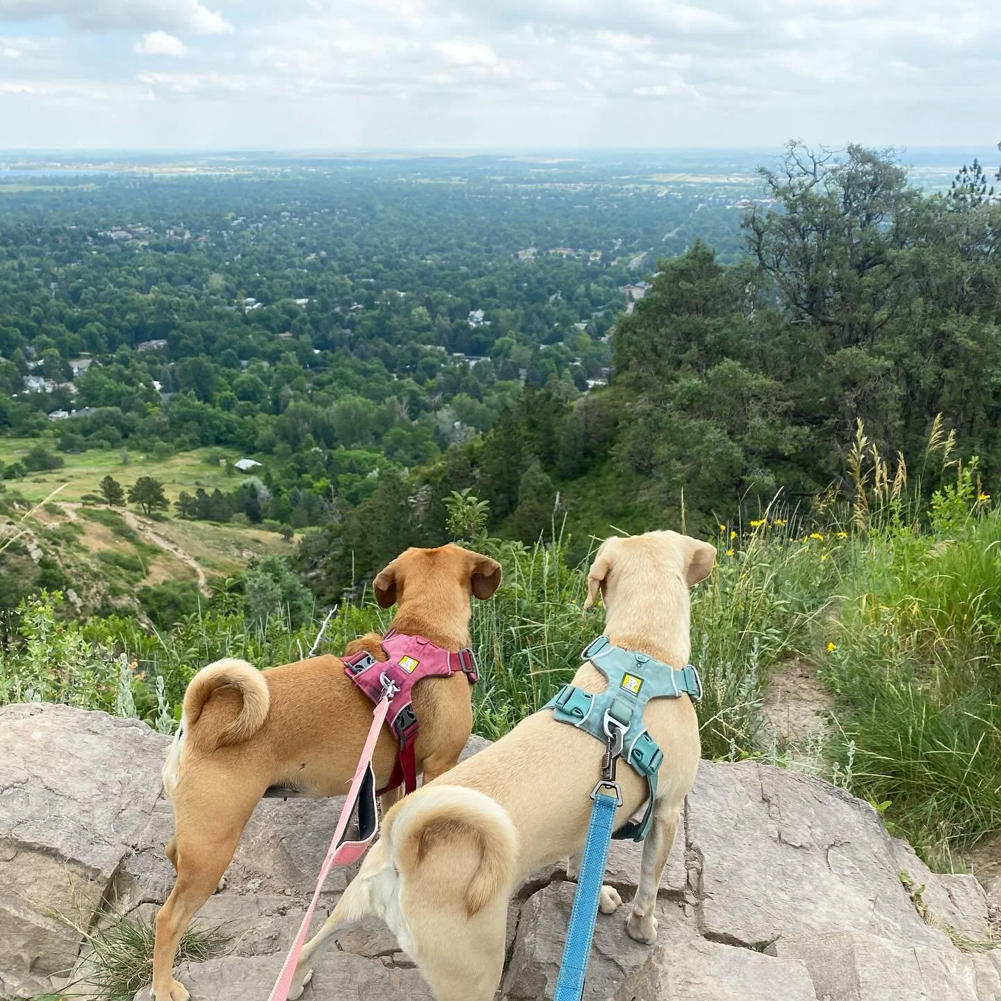 training for mt sanitas #boulder #colorado 🐾🐾⛰️