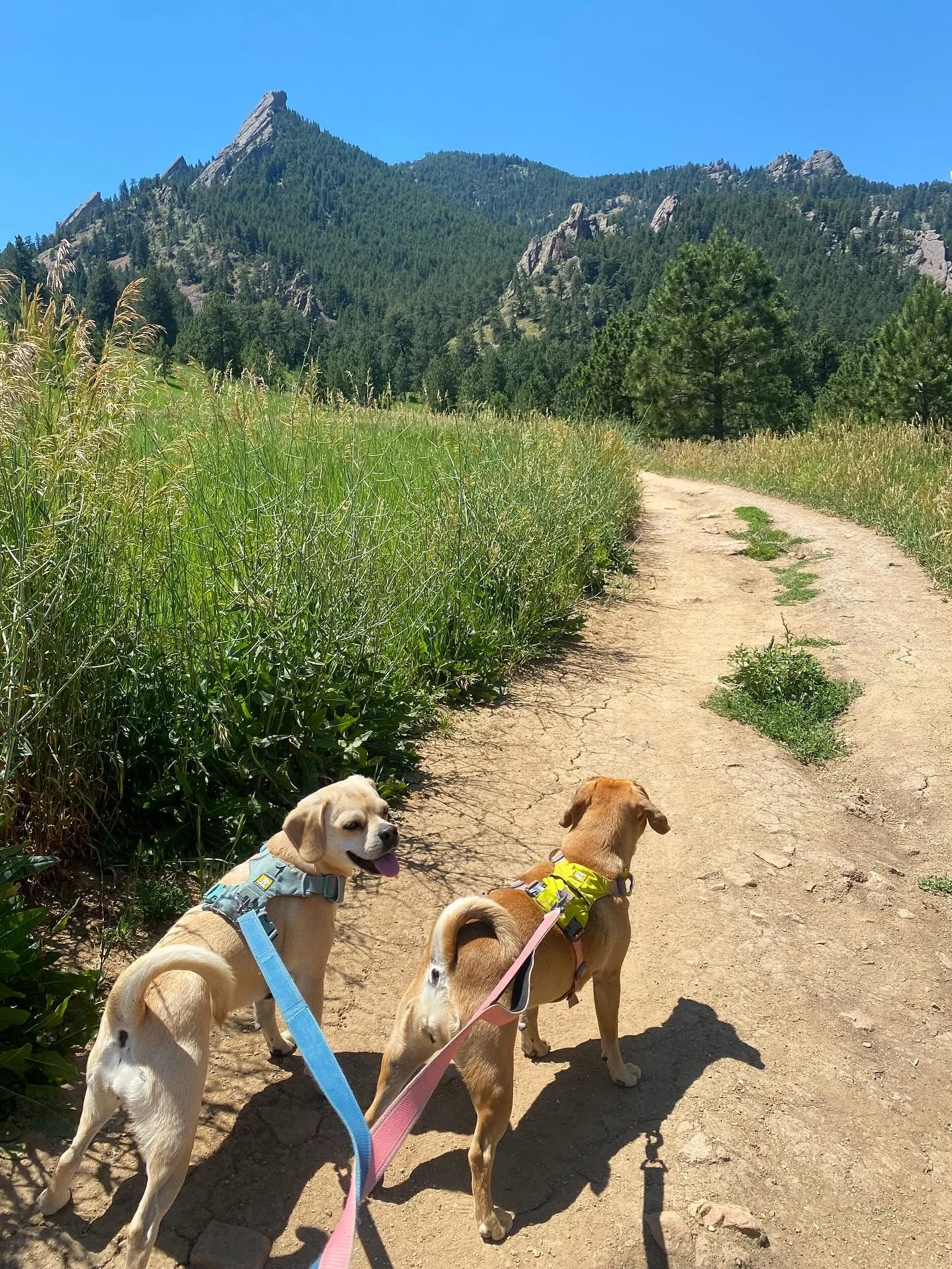 hot one 🔥☀️😎 #boulder #colorado
