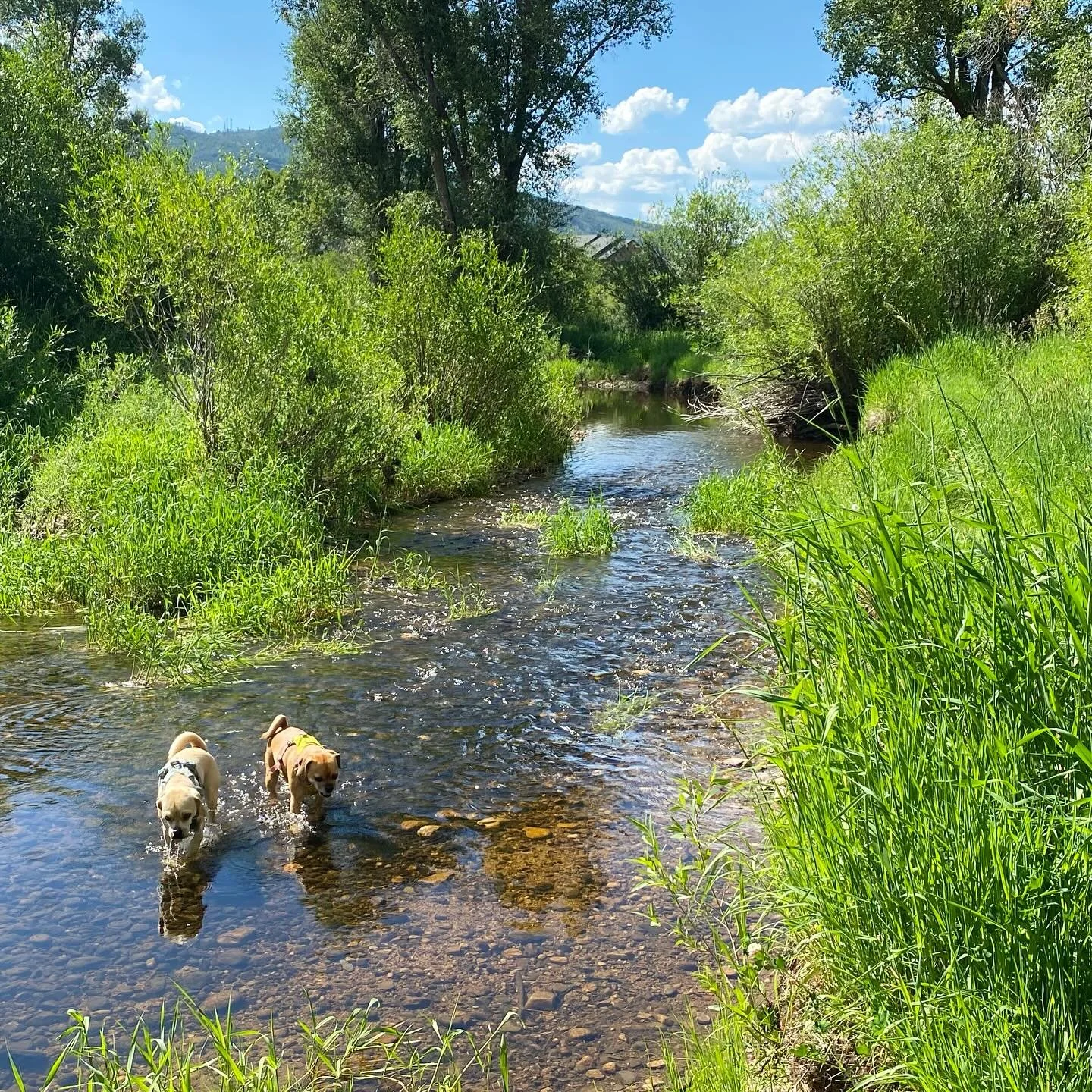 YOLO in #steamboat #colorado