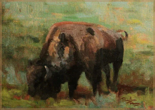 5x7" - One of the many bison of Hayden Valley, Yellowstone. 