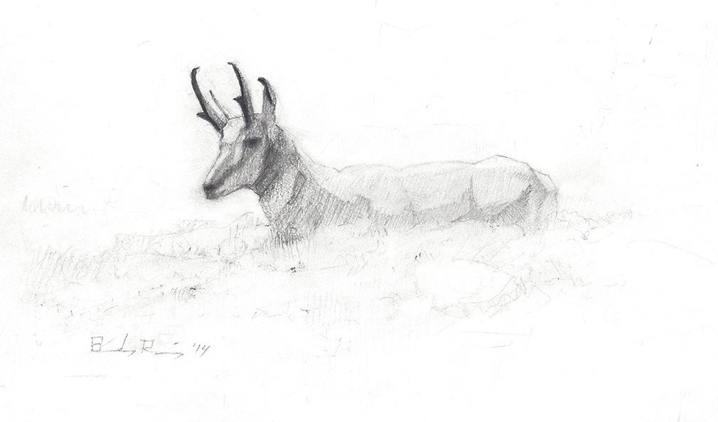 Pronghorn Sketch