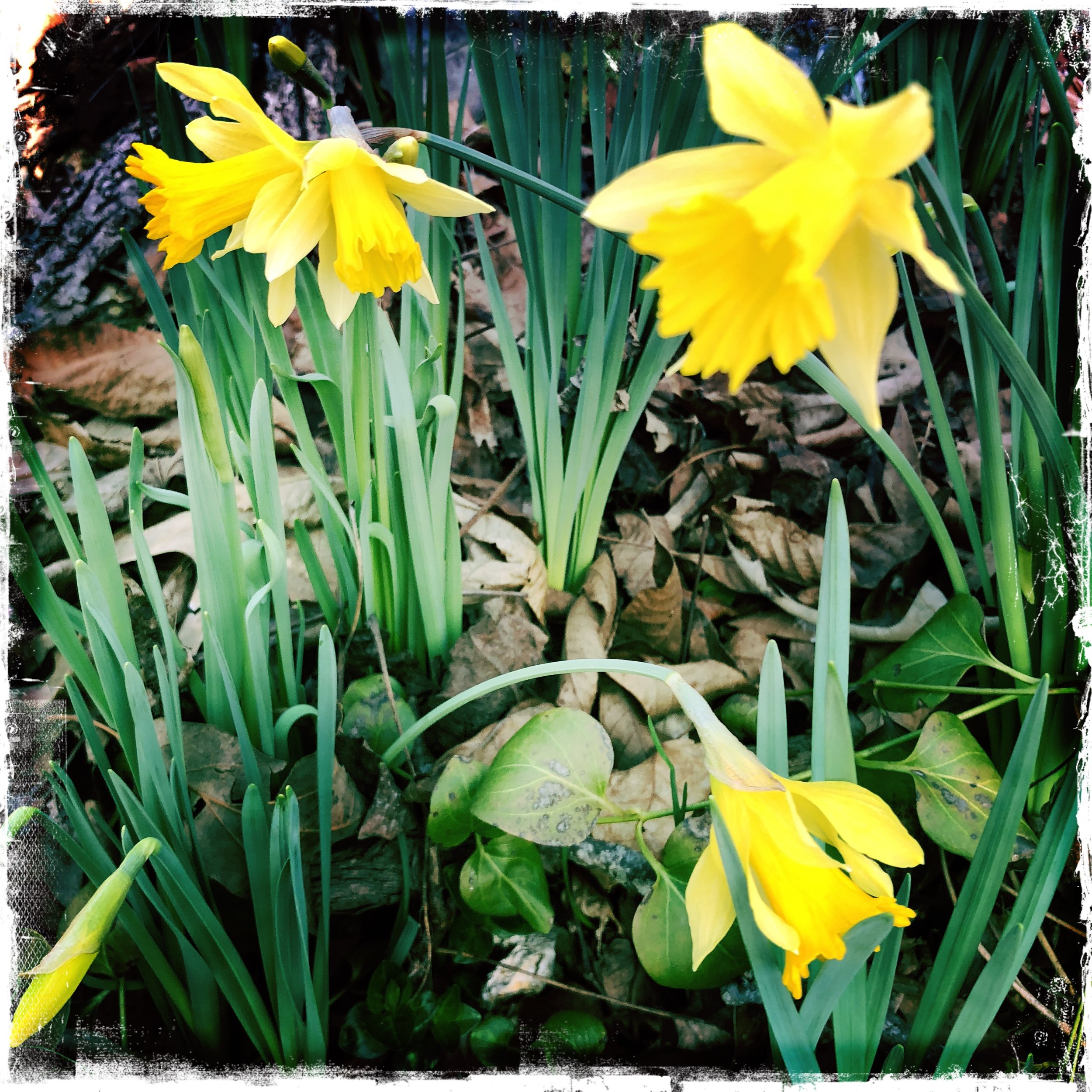 EHN Huber Daffodil 1.JPG