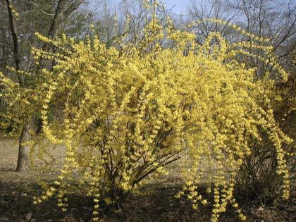 forsythia on clubgrounds.png