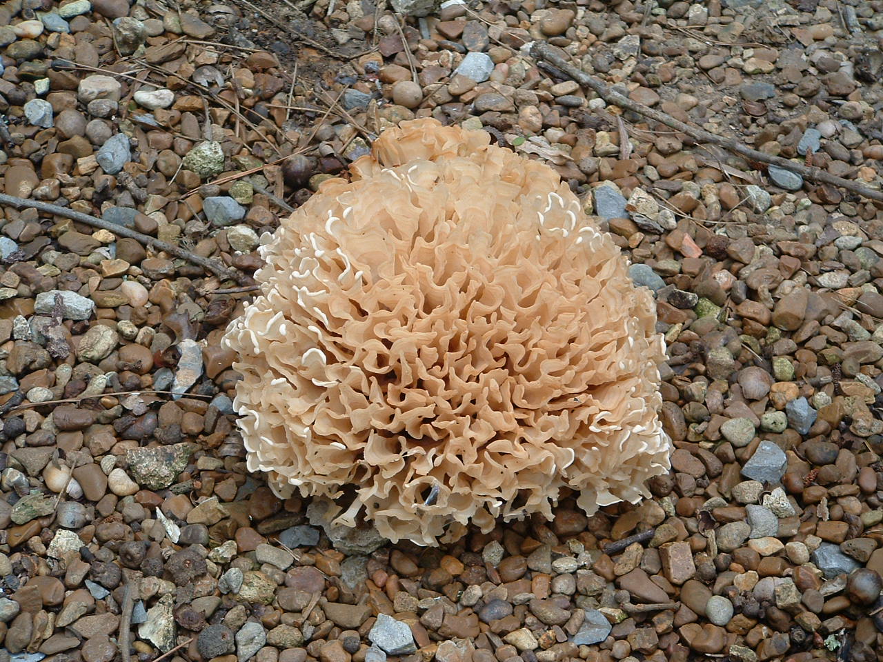On cfbcc grounds.jpg