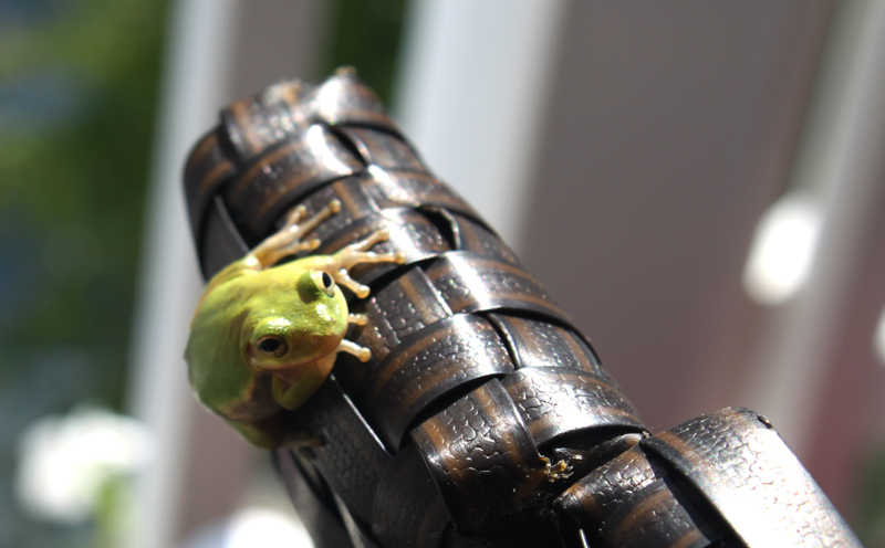 And of course, I'll be enjoying the new wildlife!