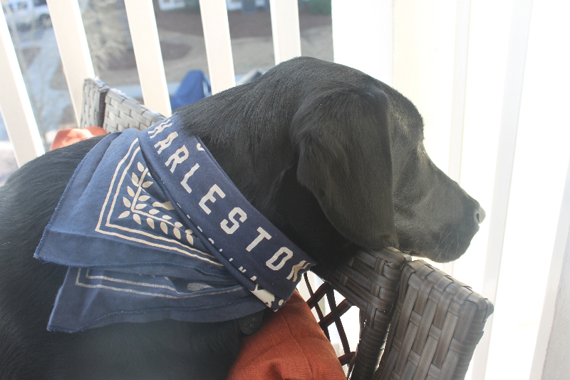 After a long day nothing beats taking a nap on your porch in the afternoon sun! Bandana from the awesome Jeni's Splendid Ice Creams !