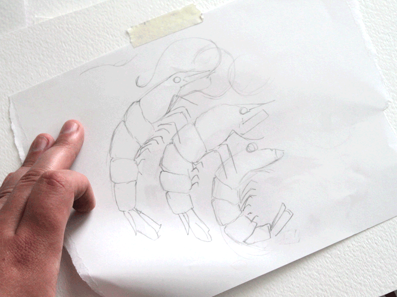Shrimp_Motion_Post.gif