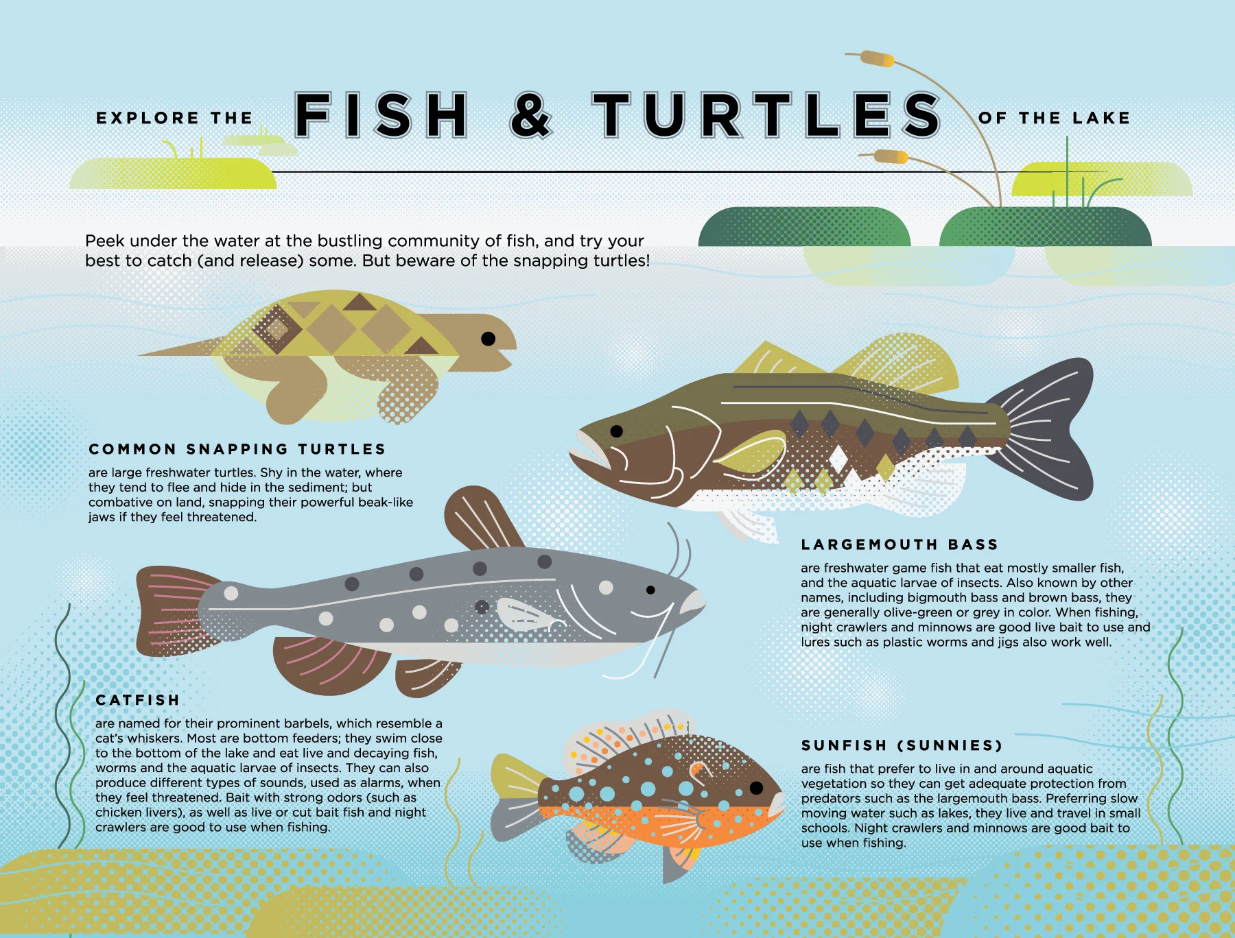 BethanyBeachSigns_f1-FISH&TURTLES-TextOutlined-01.jpg