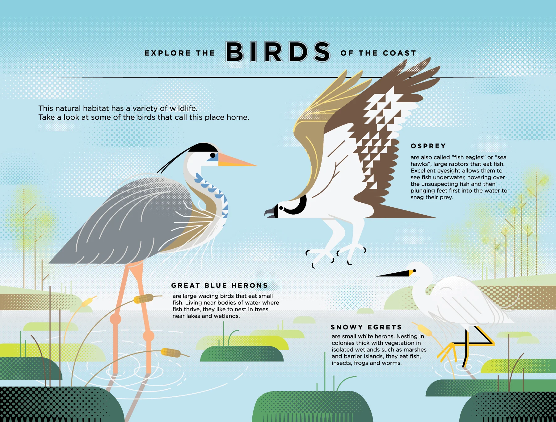 BethanyBeachSigns_f1-BIRDS-TextOutlined-01.jpg