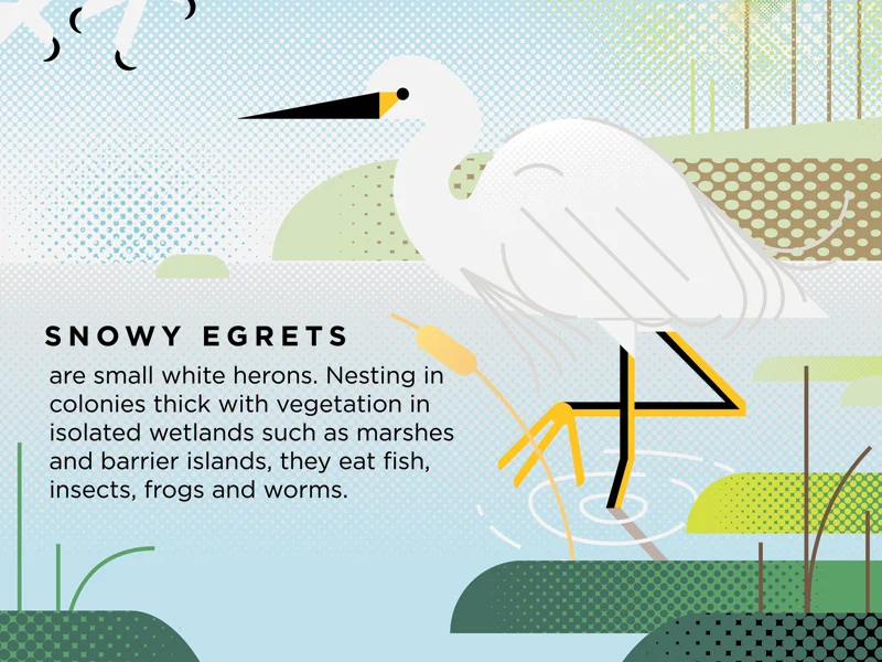BethanyBeachSigns_f1-BIRDS-TextOutlined.jpg