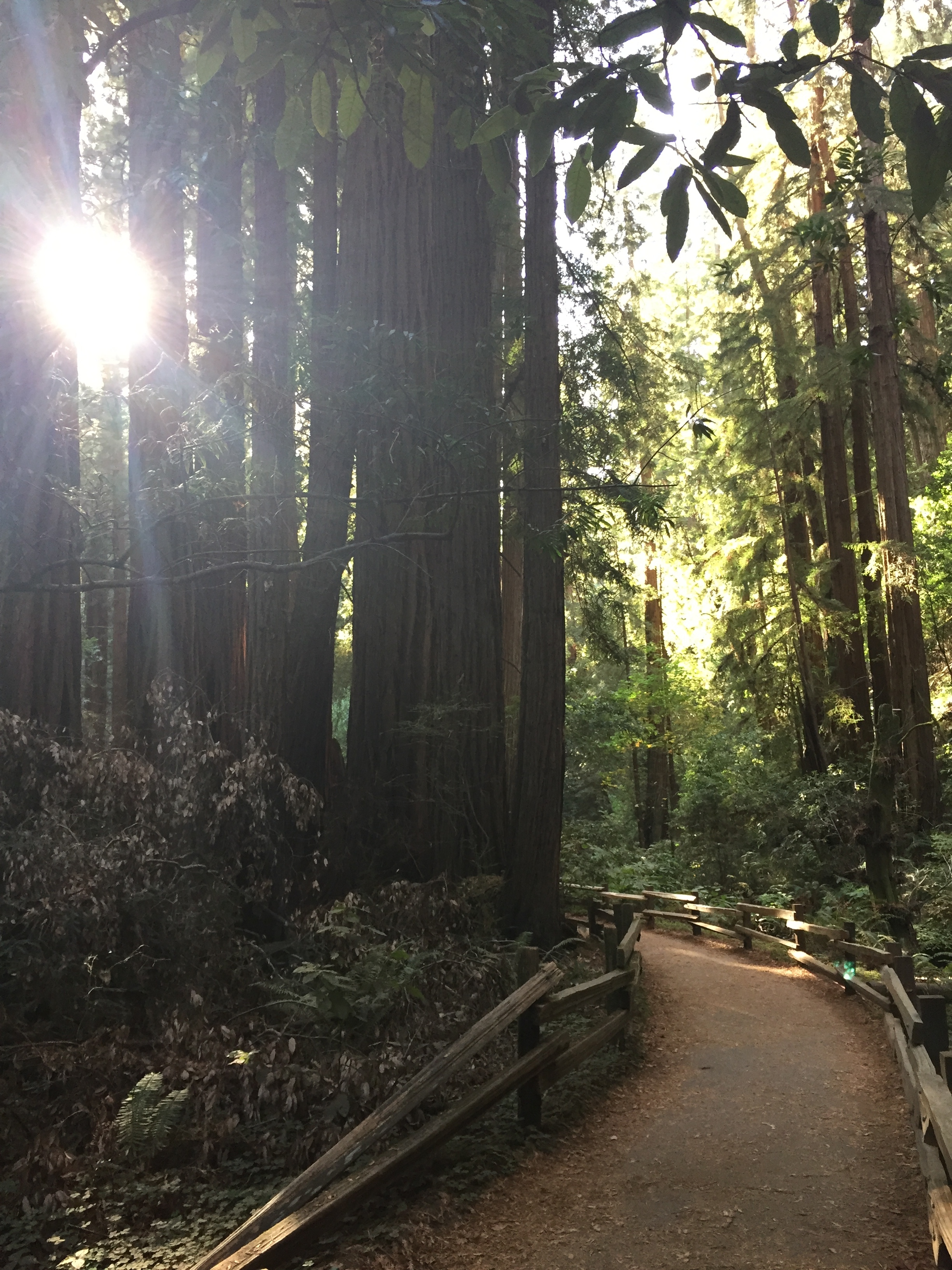 Muir Woods