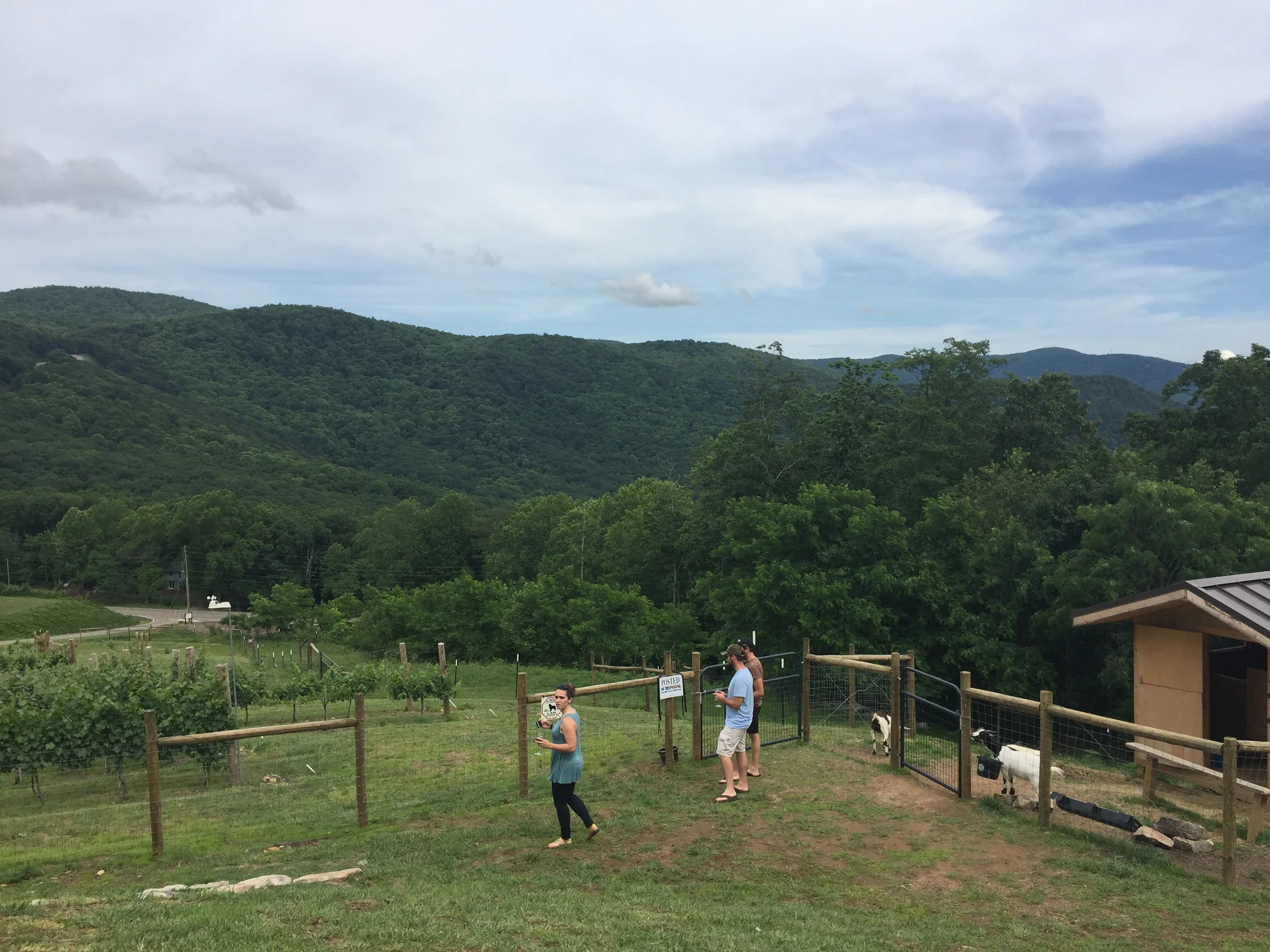 Fainting Goat Winery! Two goats, two dogs, and so much to love! 