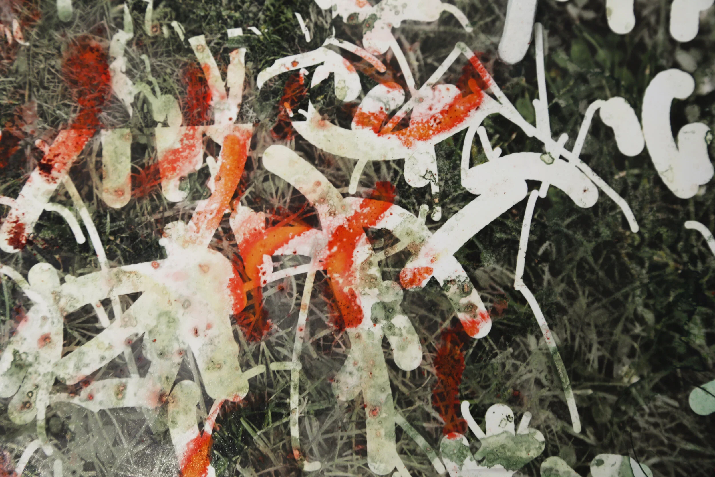 Cheeto Grass Close Up.jpg