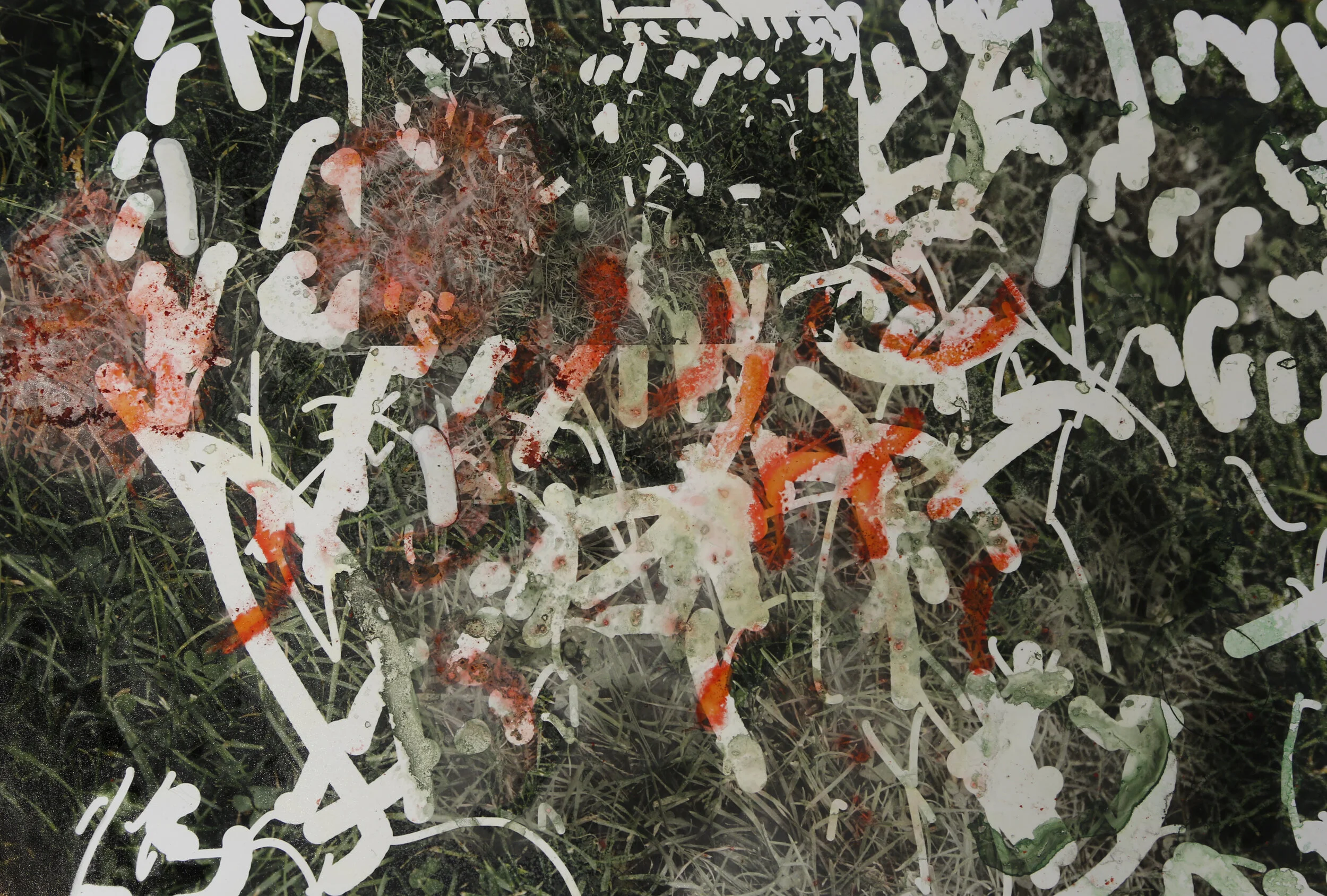 Cheeto Grass.jpg