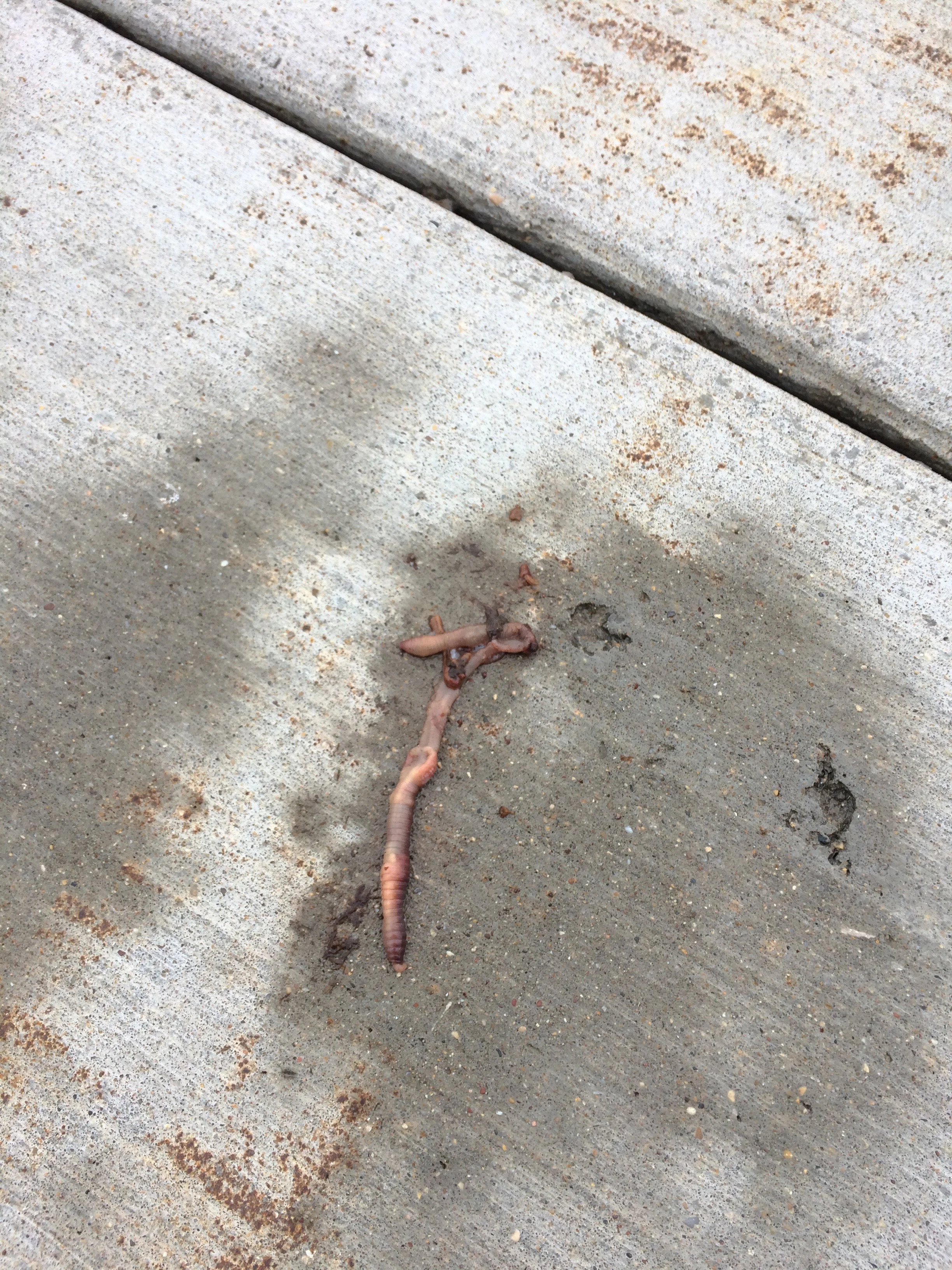 Worm_Squished worm.jpg