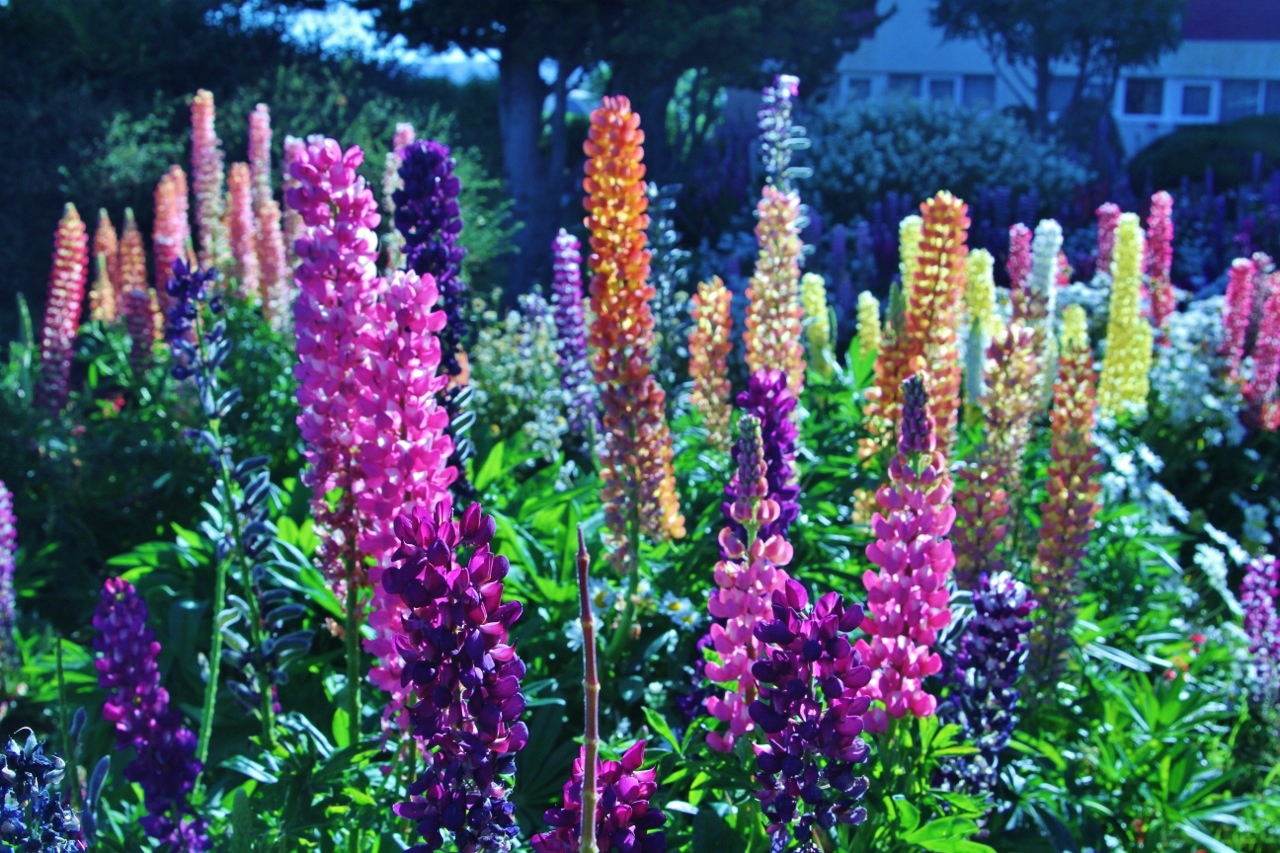  These beautiful flowers are quite common around Punta Arenas, and remind me of bluebonnets back home in Texas. 