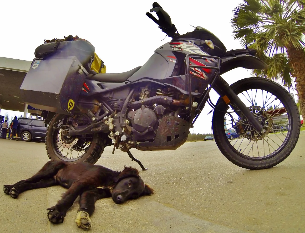 Making friends. Gave some serious thought to stuffing this little guy inside my jacket before I rode off. (La Serena, Chile)