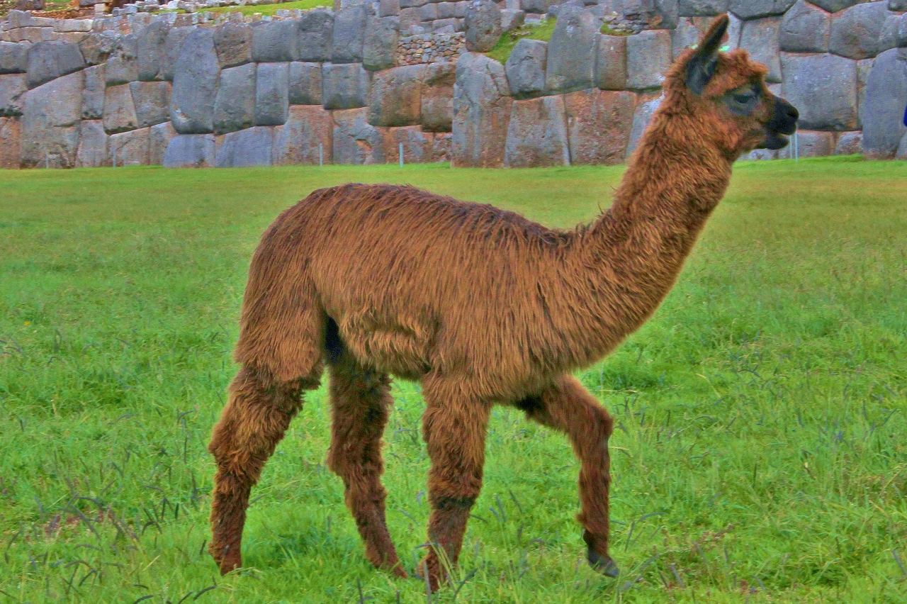  Baby llama. &nbsp;Cute, fluffy, and quite tasty when you're in a pinch 