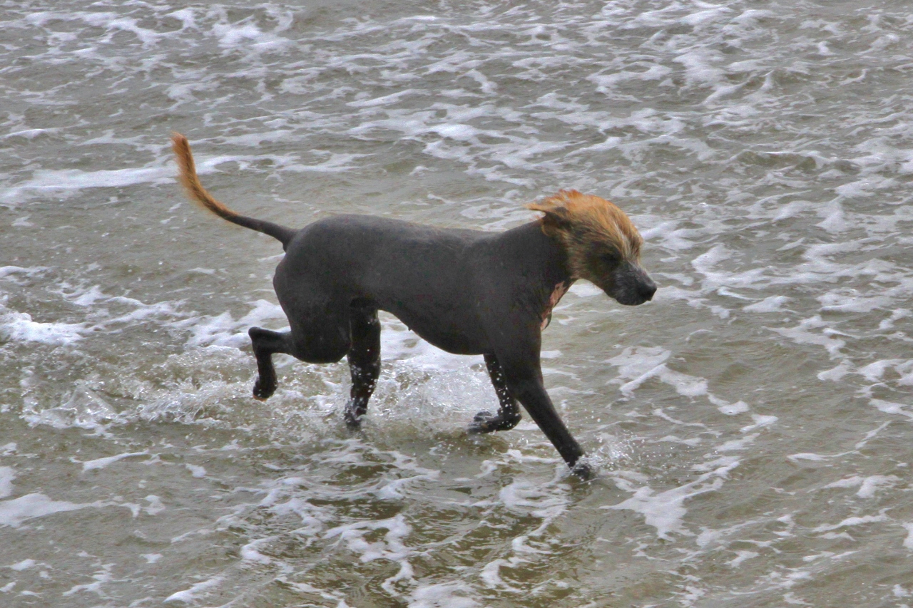 Even seen a Peruvian Hairless Dog?