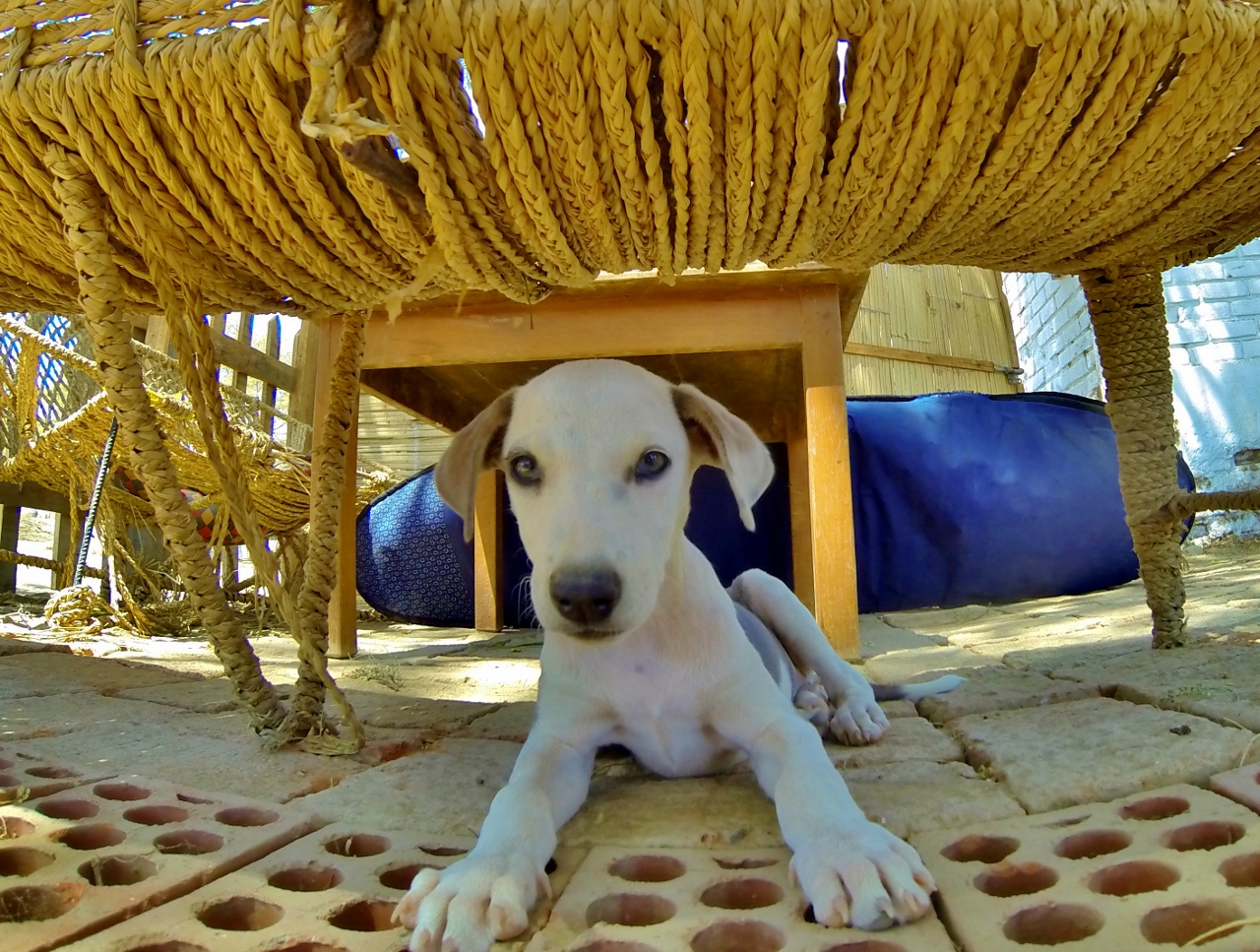  Met this cutie at the Piscinas Surf Shack 