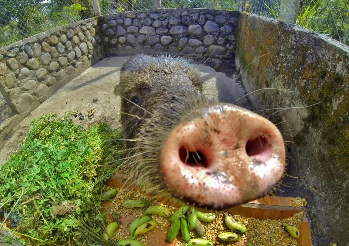 What A Pig (Amazonian Peccary)