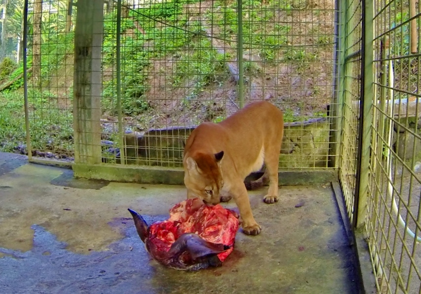  Ranger the Puma (Cougar / Mountain Lion) 