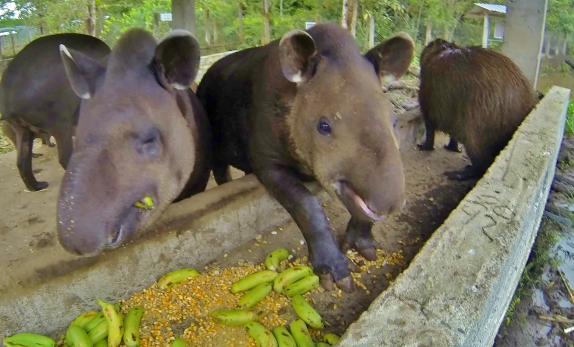 Tapir table manners
