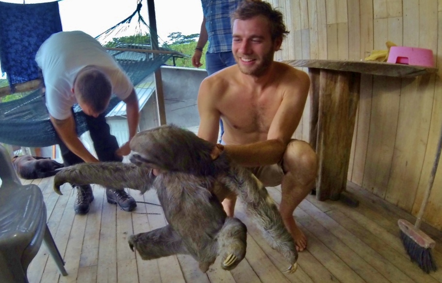  Oso Perezoso (Three-toed Sloth) 