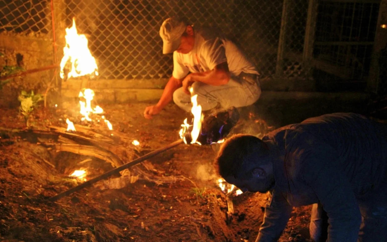 Harvesting leaf-cutter ant soldiers (ukuis) before dawn