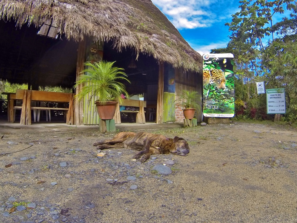 Fifi, chairwoman of Zoorefugio Tarqui's customer relations department, takes a nap in front of La Choza